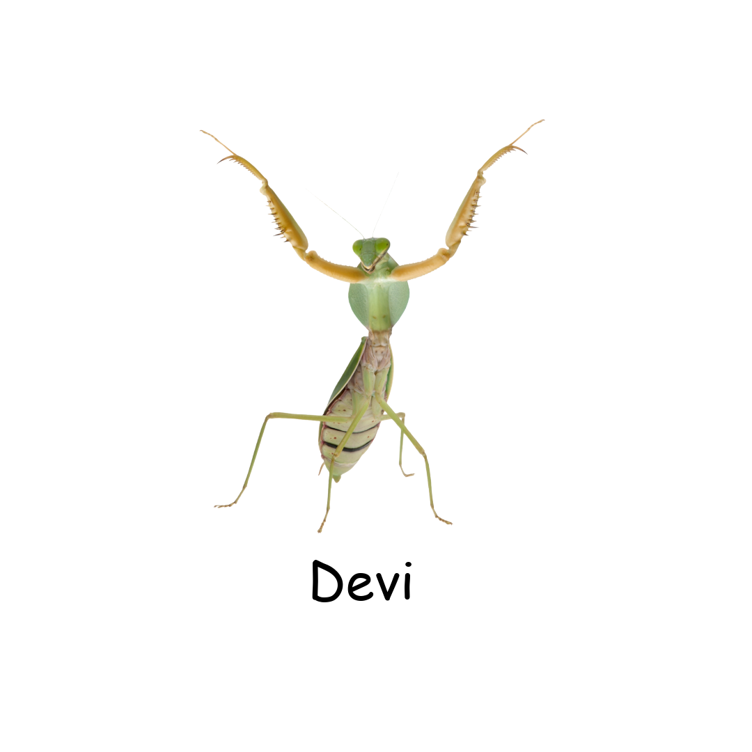 Insect with green head and thorax, beige abdomen, and long antennae, labeled 'Devi'.