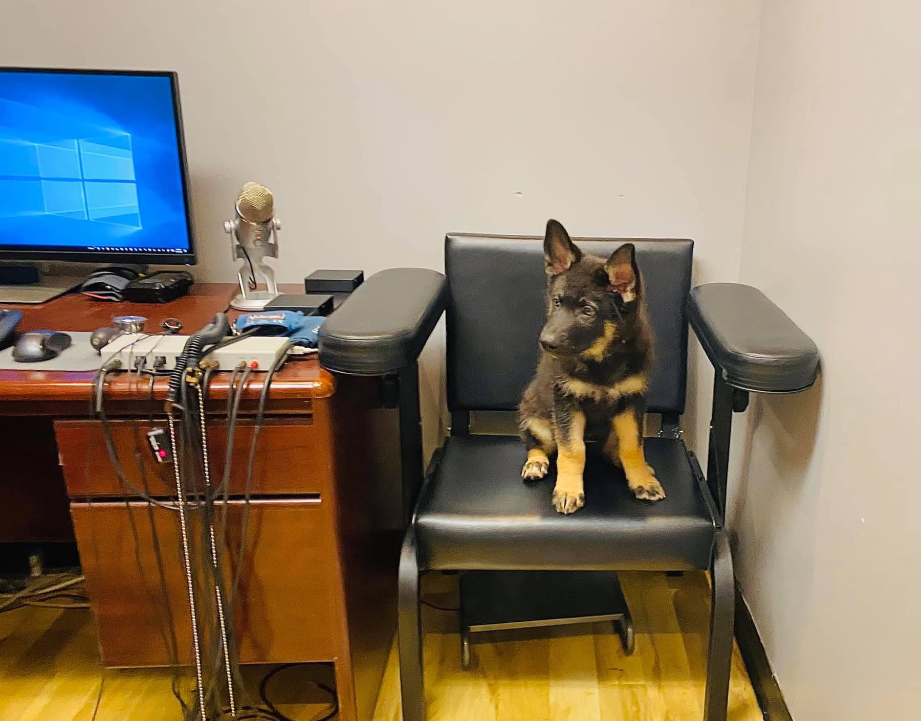 A small dog sitting on a black chair in a room with a wooden desk, a computer monitor, and medical equipment.