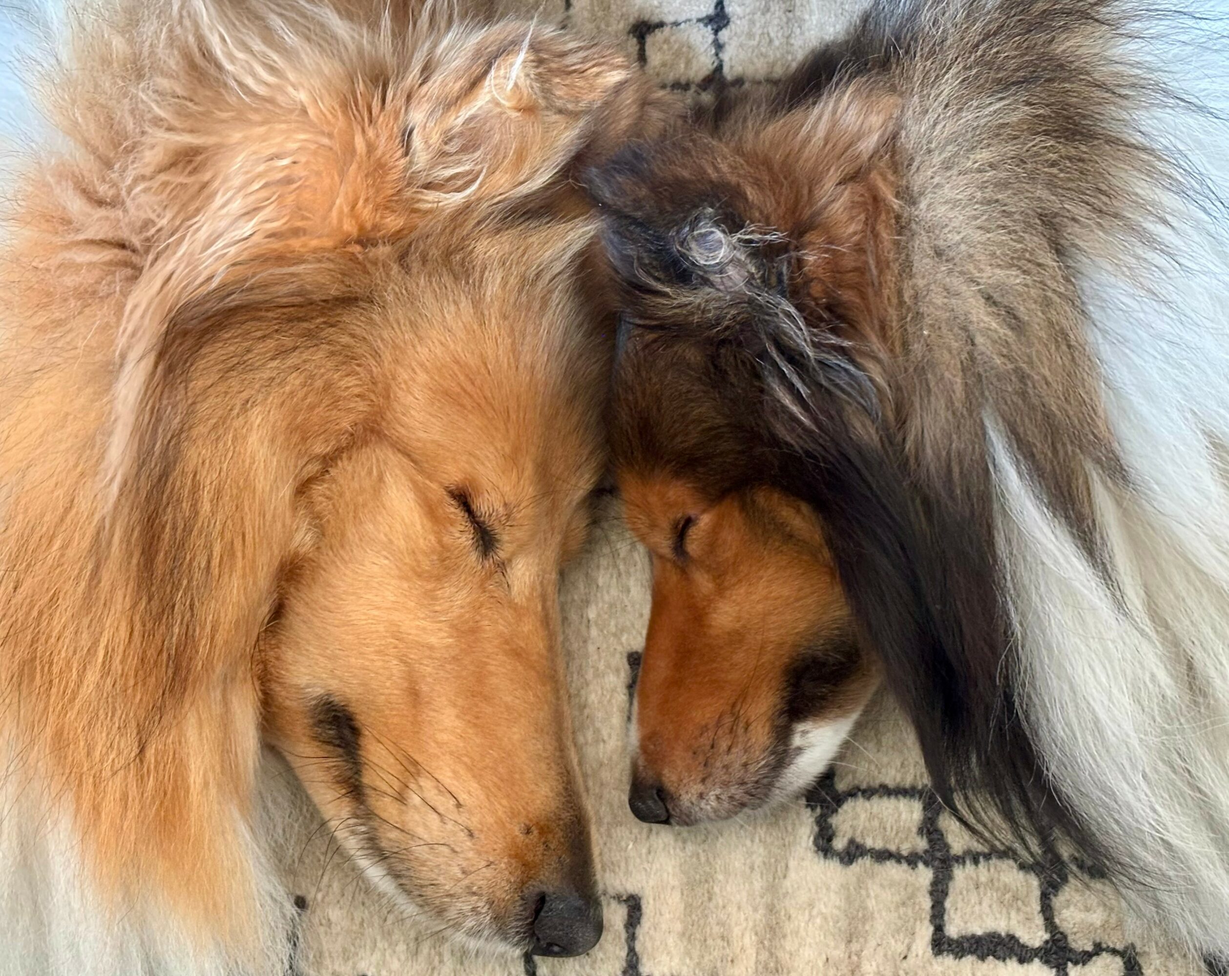 Two dogs with their heads touching, lying on a patterned surface, with closed eyes.
