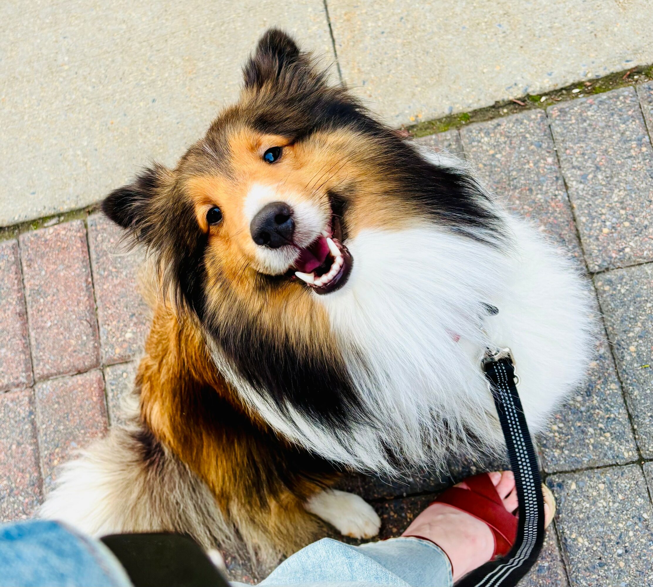 Happy dog with a multicolored coat sitting on a paved sidewalk, looking up at the camera.