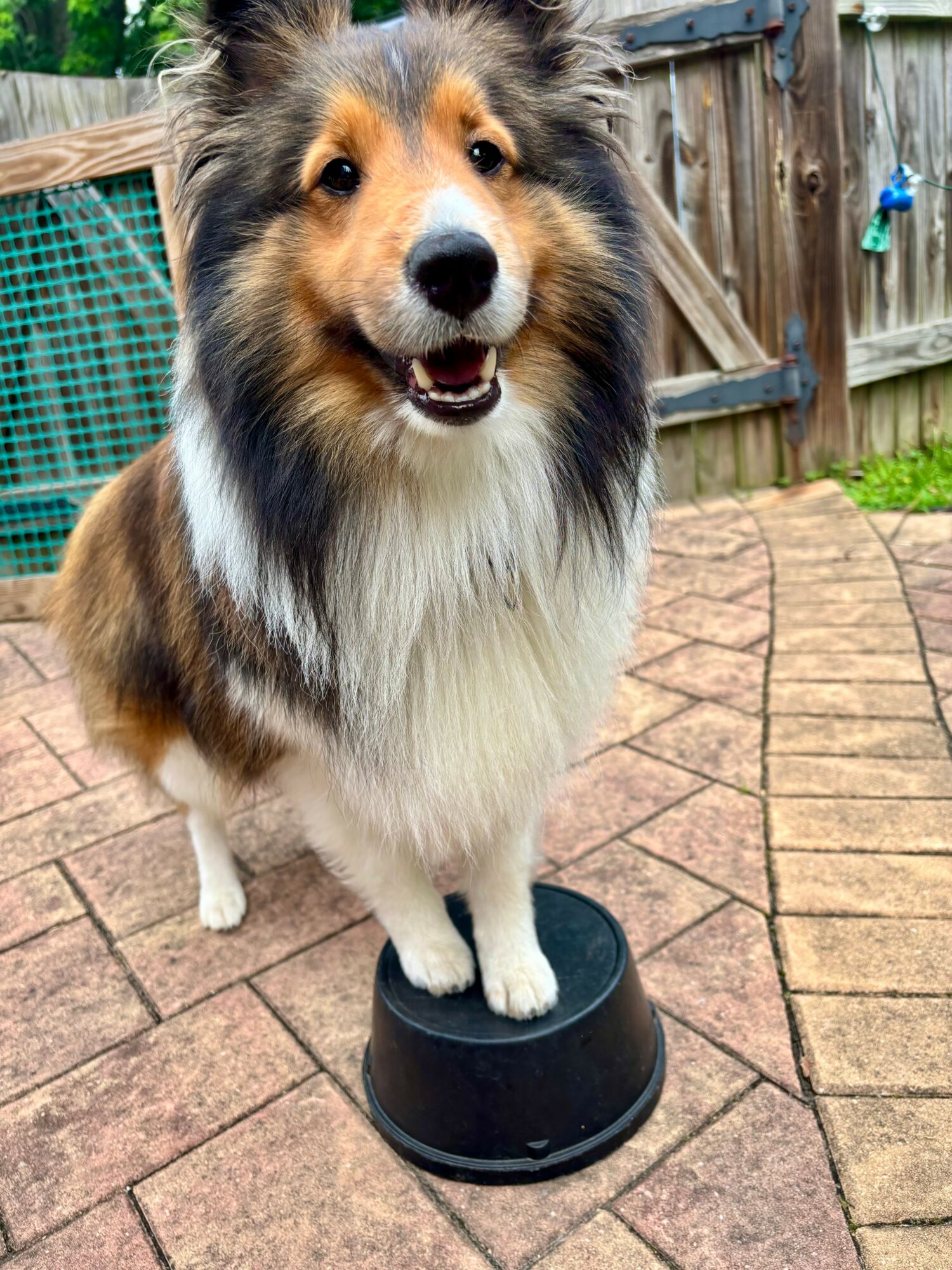 A dog standing on a black container outdoors, with a wooden fence and brick patio in the background.