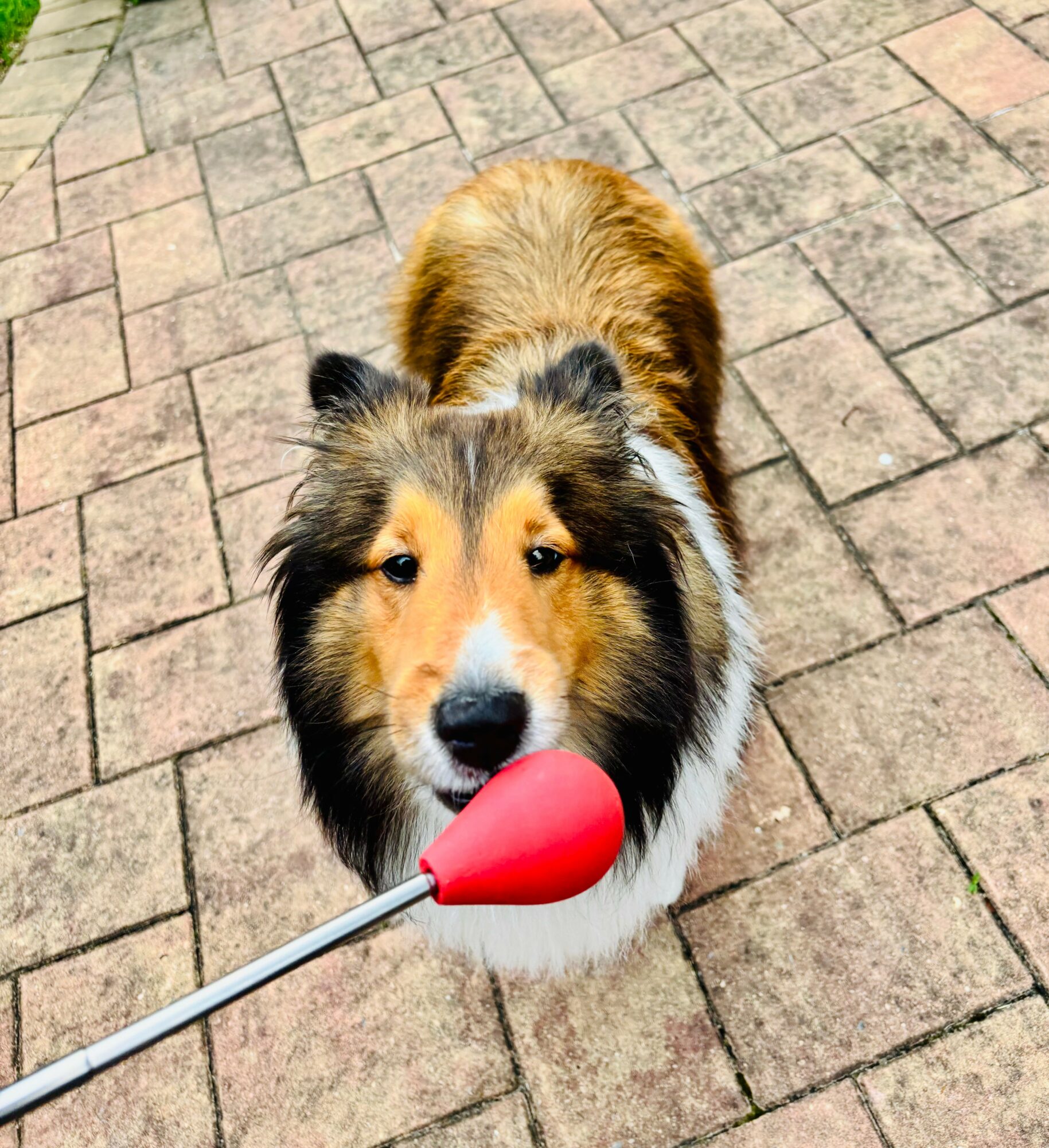 Dog holding a red heart-shaped object on a stick in its mouth, standing on a brick pavement.