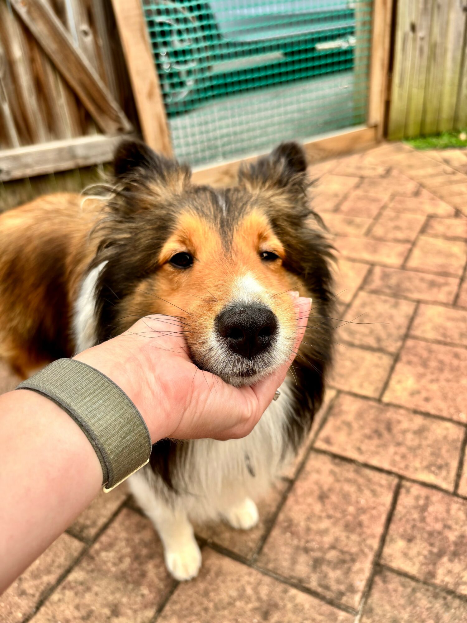 Person's hand gently holding dog's face outdoors on brick patio, dog has a fluffy coat and alert expression.