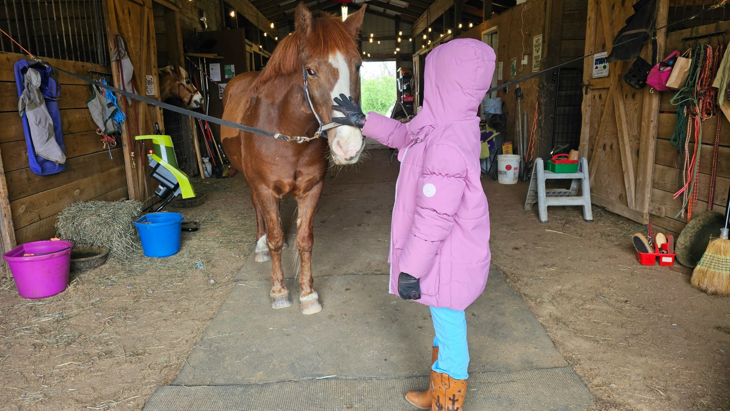 Child in purple coat and orange boots interacts with a brown horse inside a wooden stable.