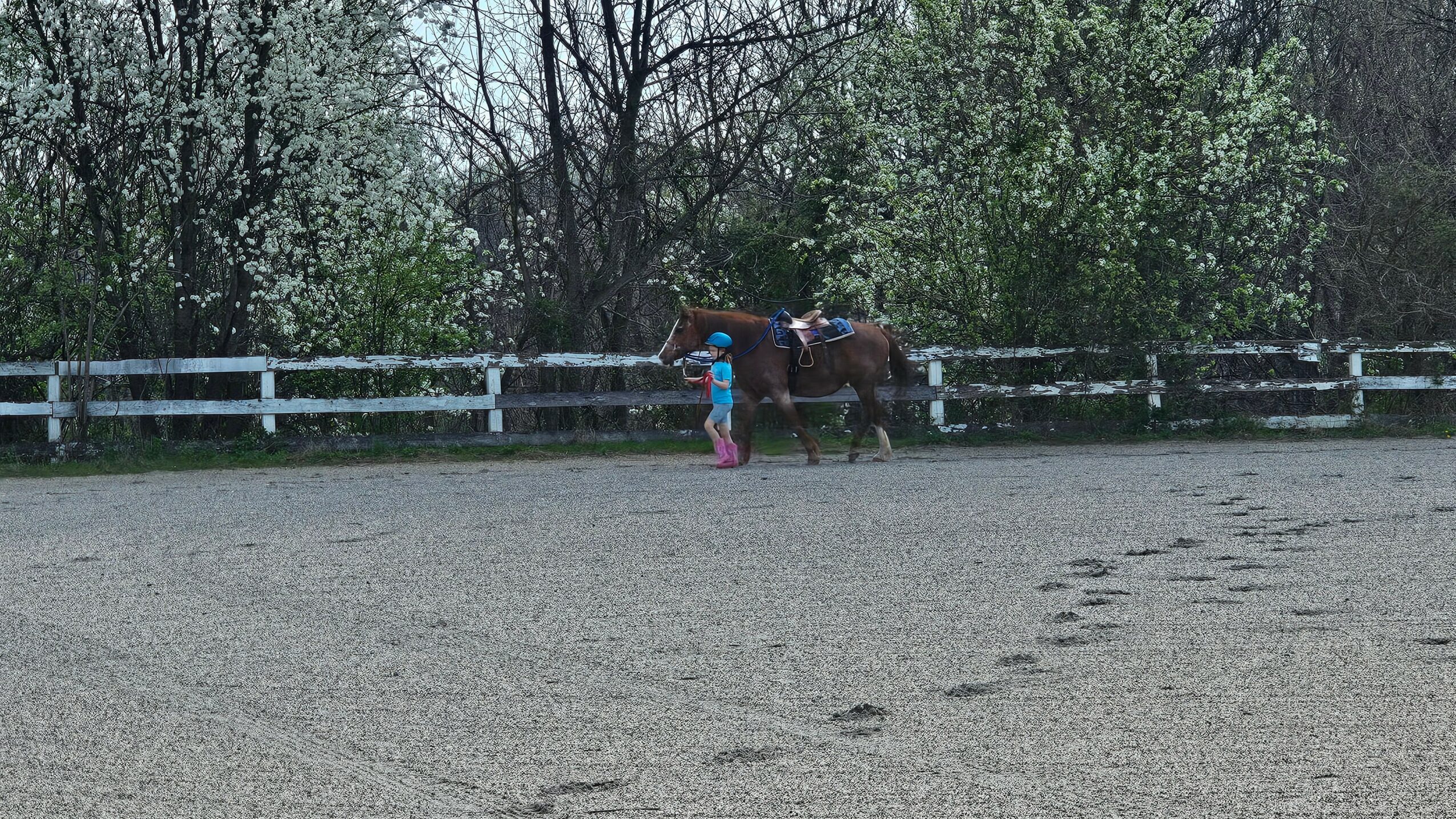 Person leading a horse in an outdoor riding arena with trees and a fence in the background.