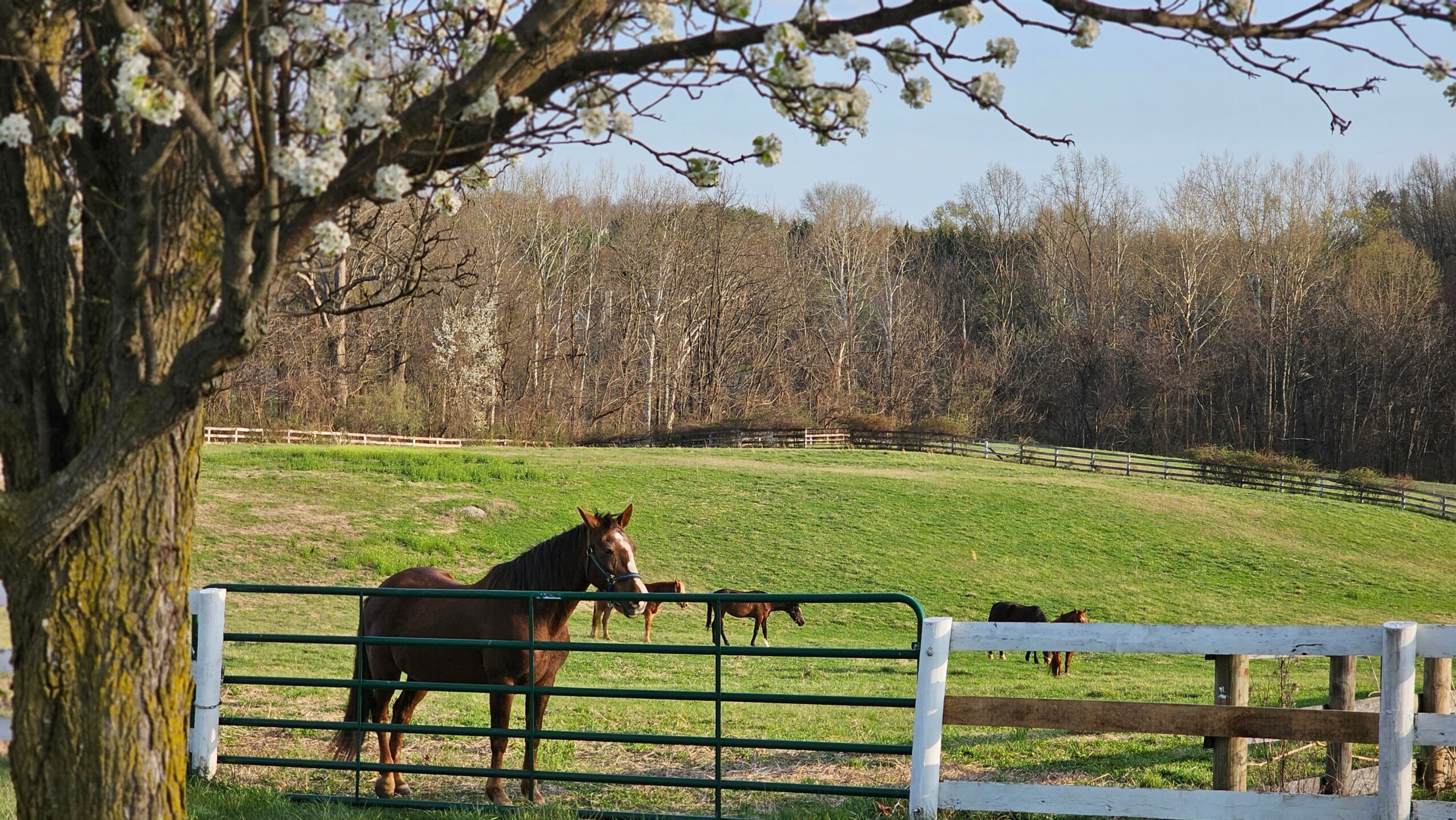 Horse standing behind a green metal fence in a grassy field with trees in the background.