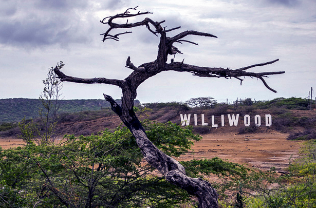 A large, leafless tree leans to the right with a backdrop of hills and a sign reading 'WILLIWOOD'.