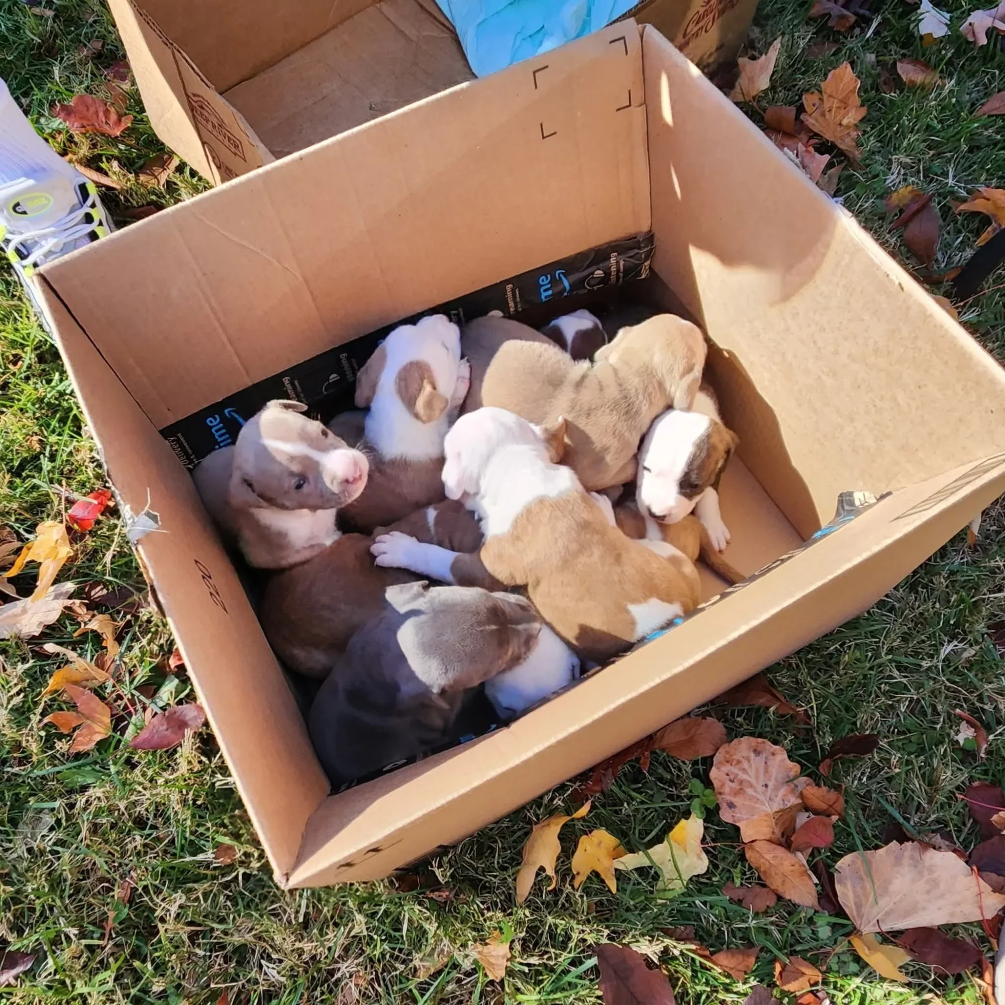 A box filled with puppies lying on grass with fallen leaves around it.