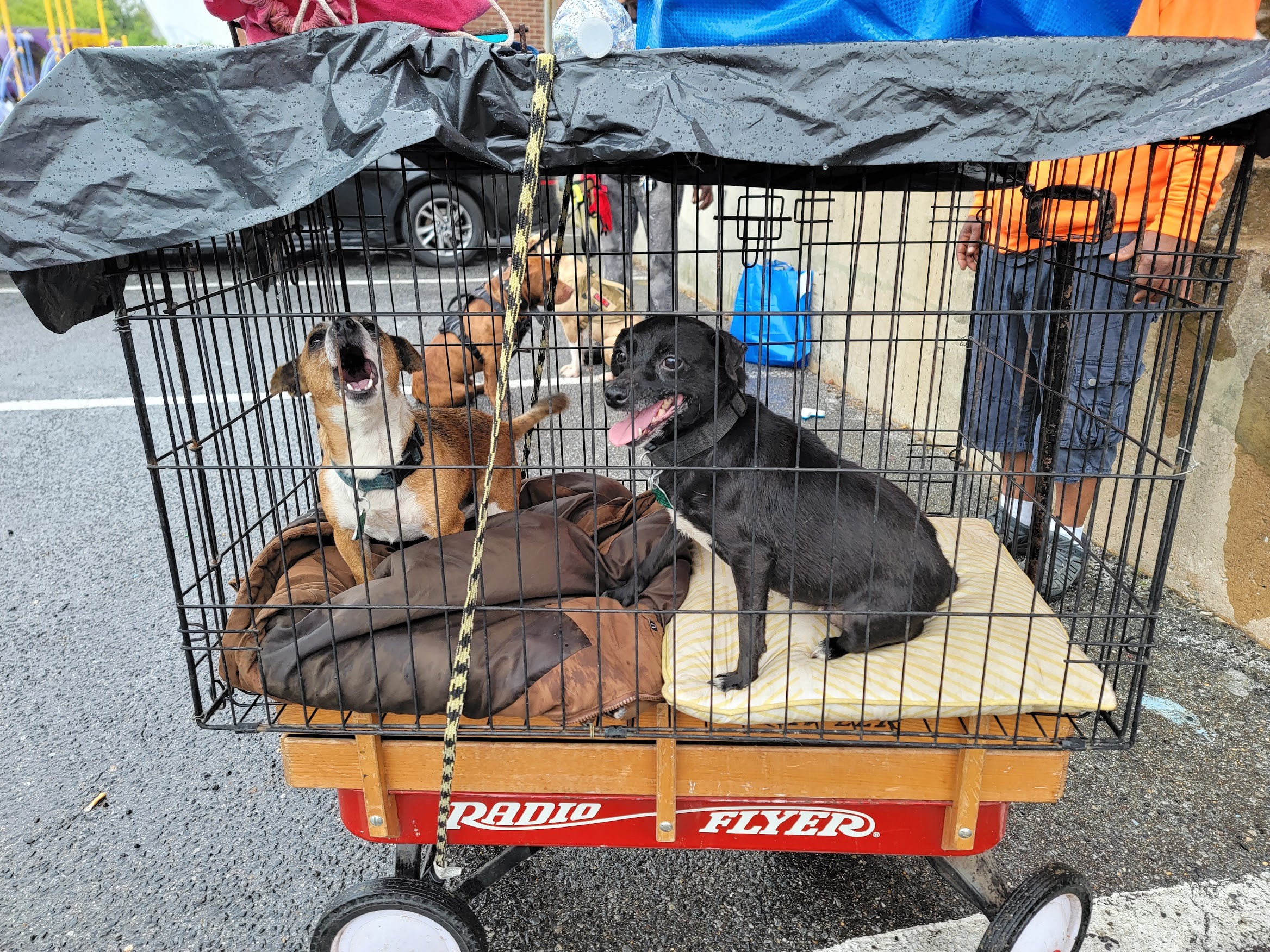 Two dogs inside a cage on a cart, one sitting and one lying down, with people and cars in the background.
