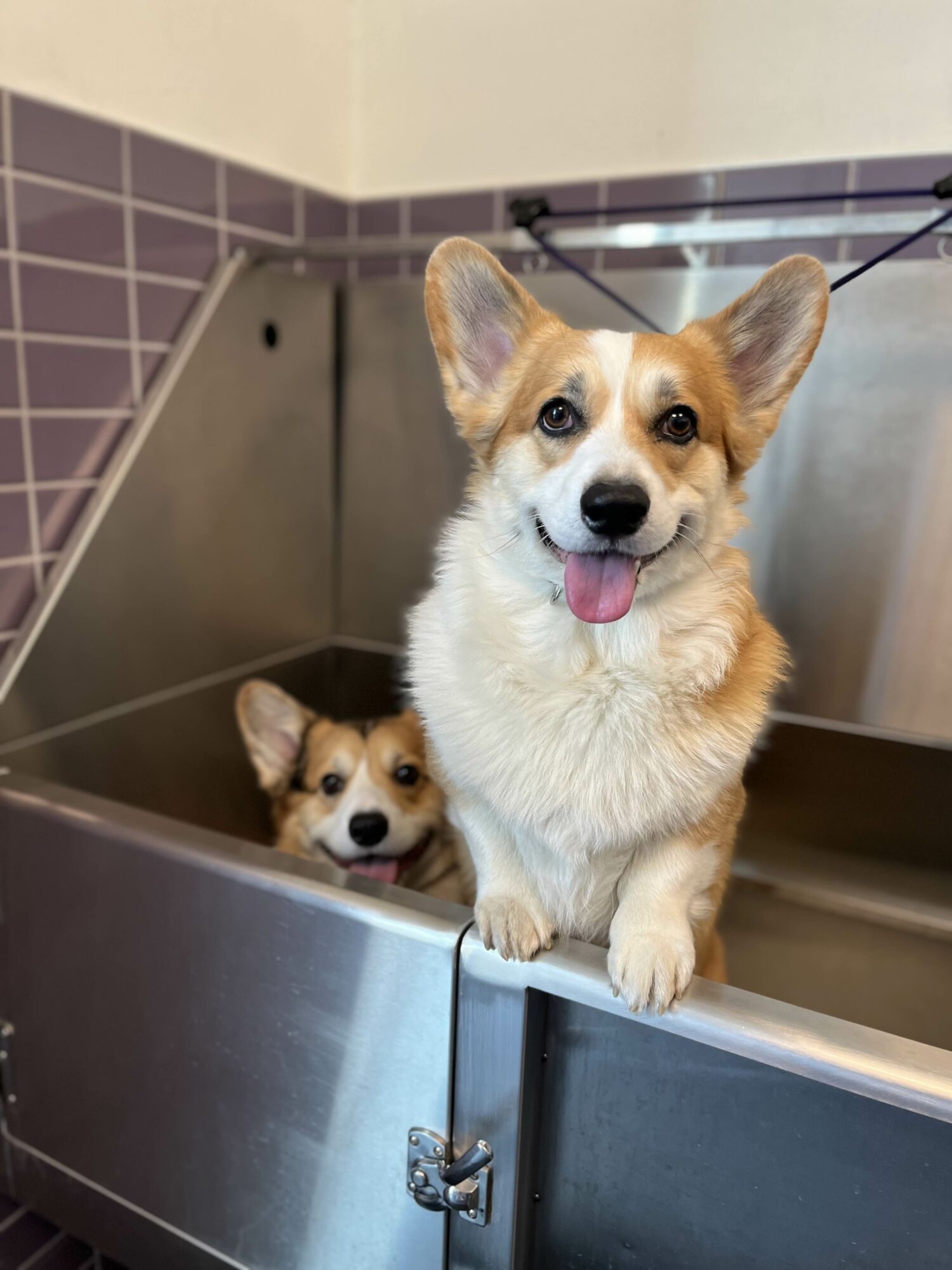 Two dogs in a stainless steel grooming tub, one sitting at the edge and the other lying inside, both looking at the camera.