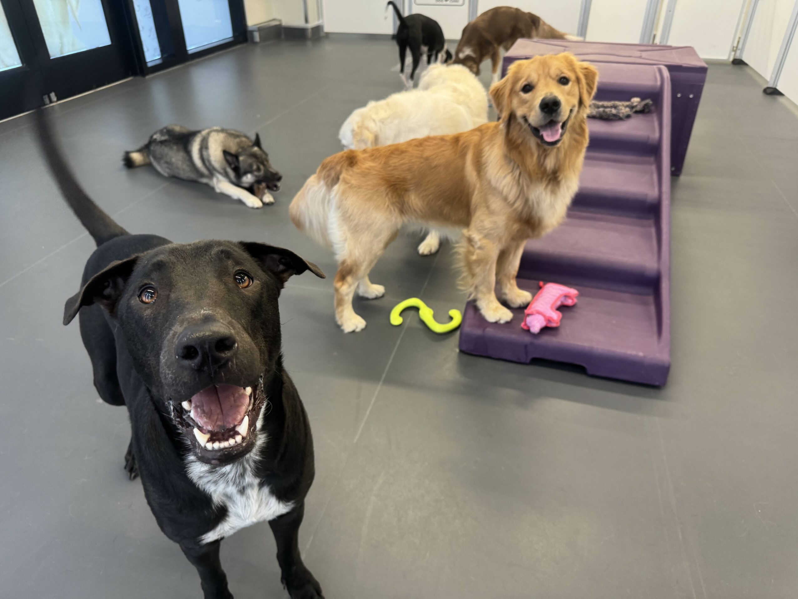 Multiple dogs in a room, some lying down and others standing, with a purple ramp and toys present.
