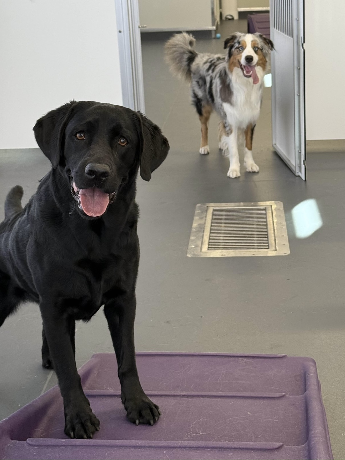 Two dogs in a room, one black and one with a merle coat, standing near a door and a vent, on a purple mat.