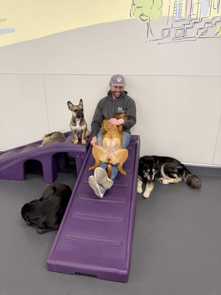 Person sitting on purple slide with three dogs, one lying on the ground, one sitting, and one on the slide, in an indoor space.