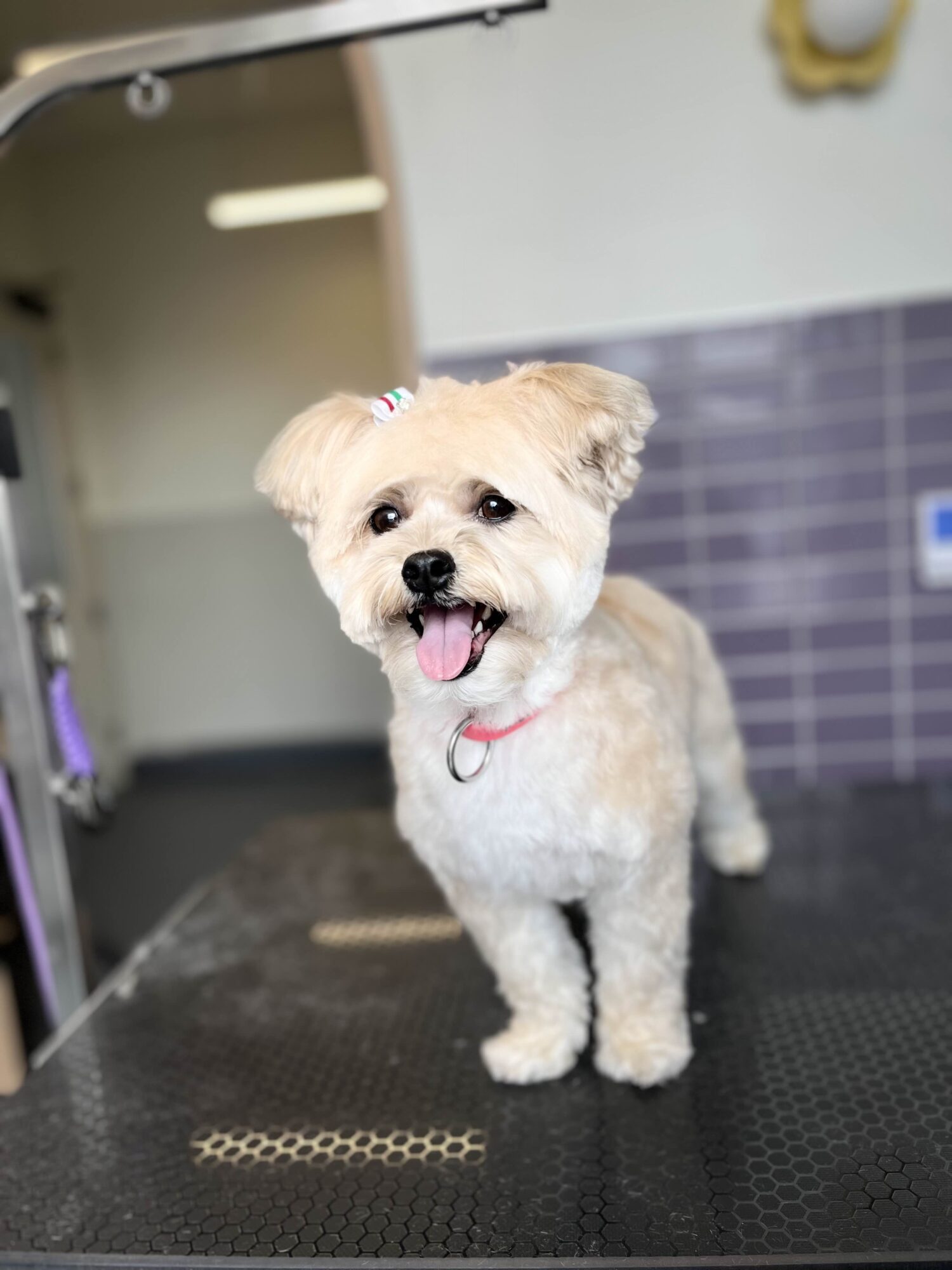 Small dog with light fur and floppy ears standing on a grooming table, tongue out, in a grooming salon.
