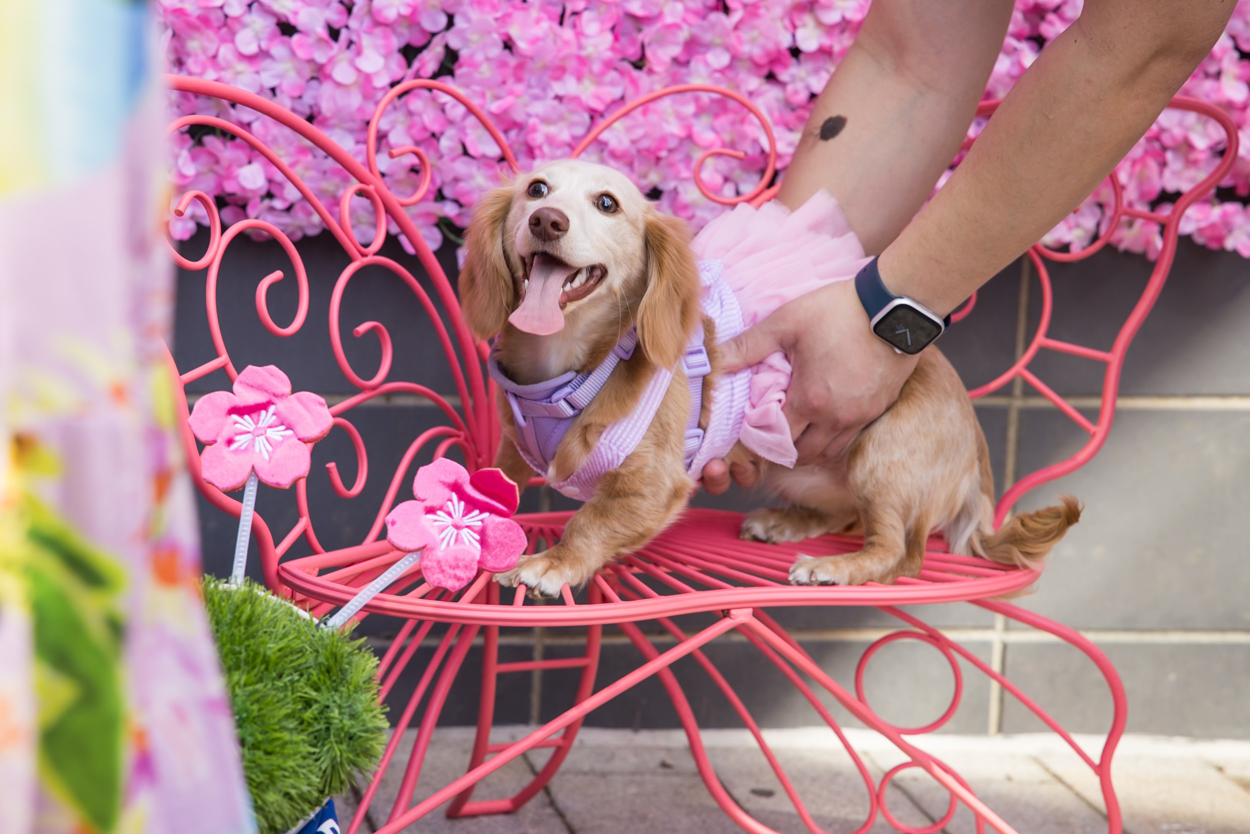 Person holding a small dog on a pink decorative bench with pink flowers in the background.