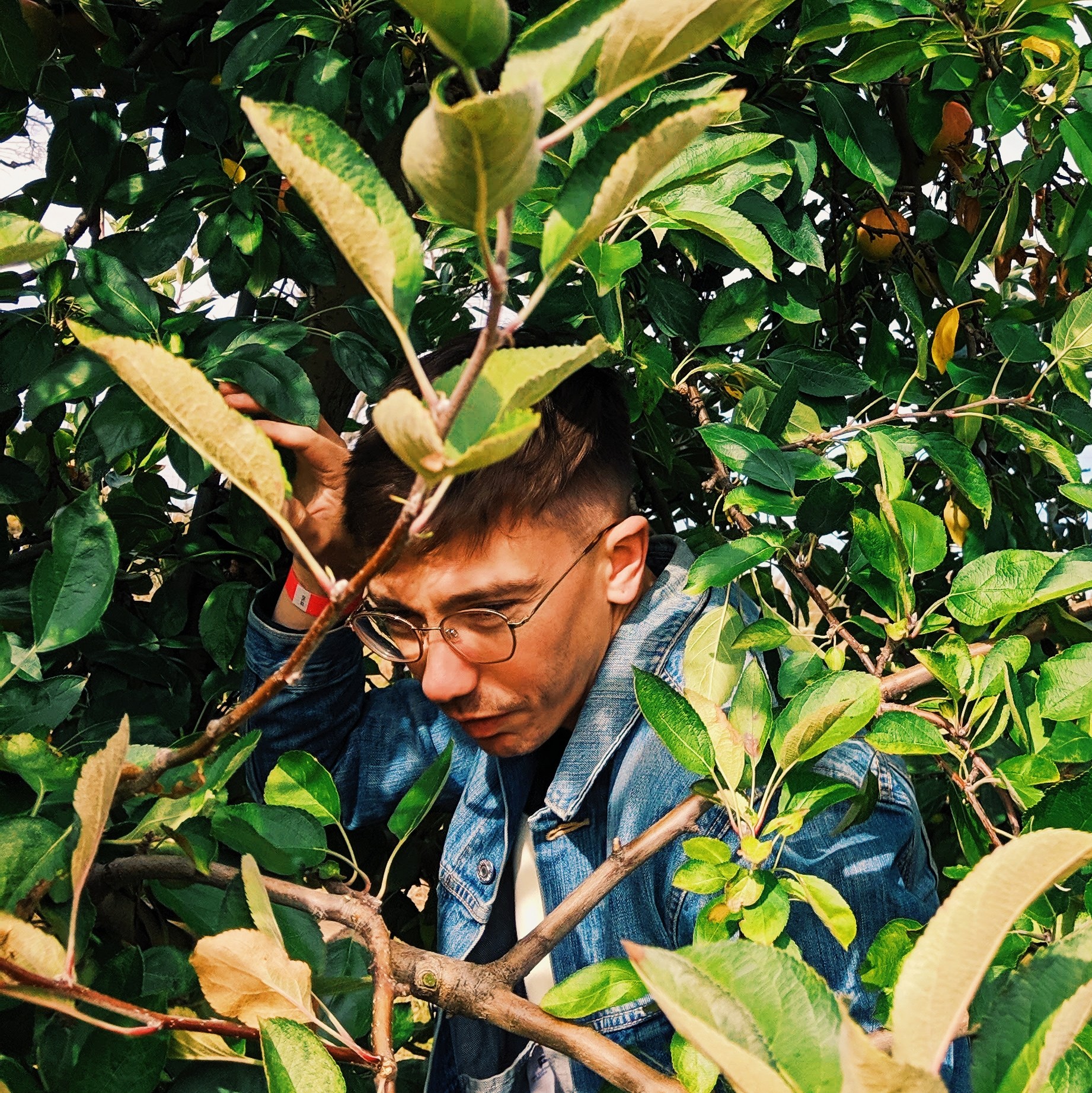 Young man with glasses and short hair among dense green leaves, looking downward, partially obscured by foliage.