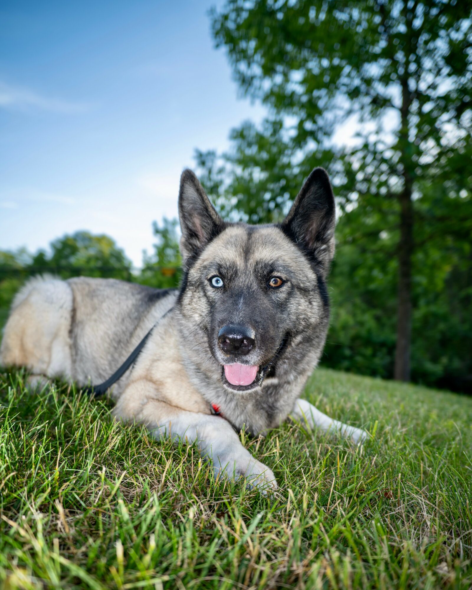 Dog lying on grass with blue sky and trees in background, looking at camera with open mouth and bright eyes.