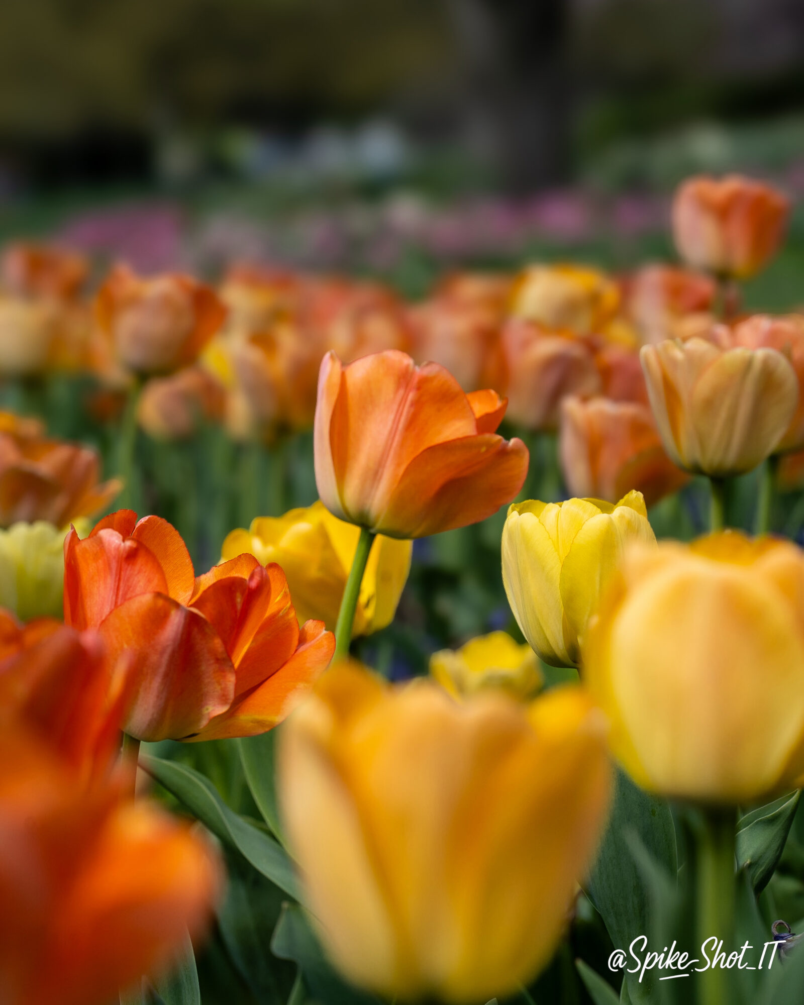 Colorful tulips in a garden with yellow, orange, and pink flowers, blurred background, bright daylight.