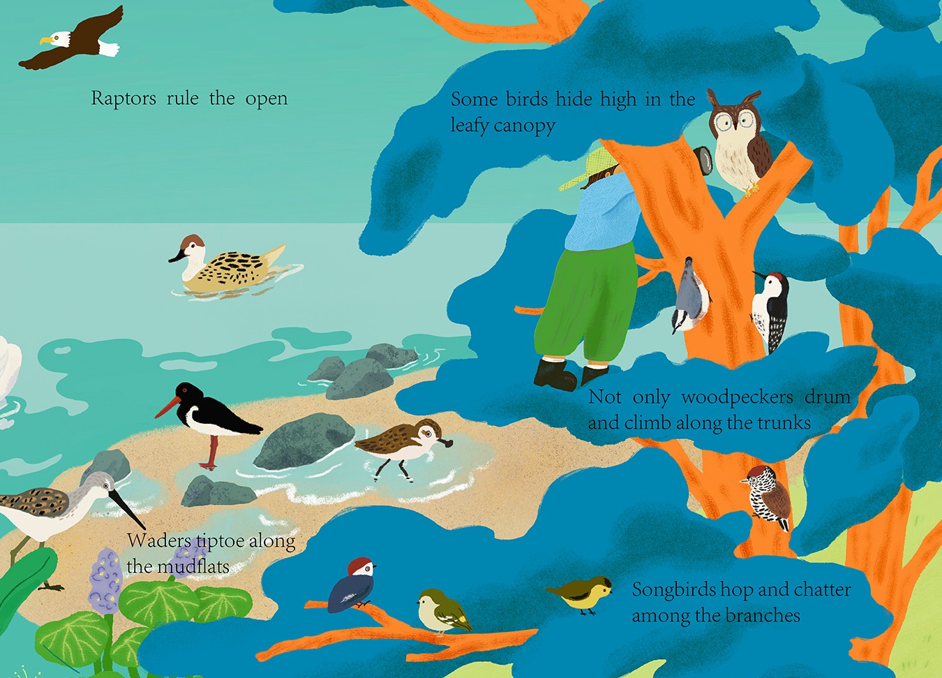 Various birds perched on tree branches and flying over water, with some hiding in the canopy and others singing among branches.