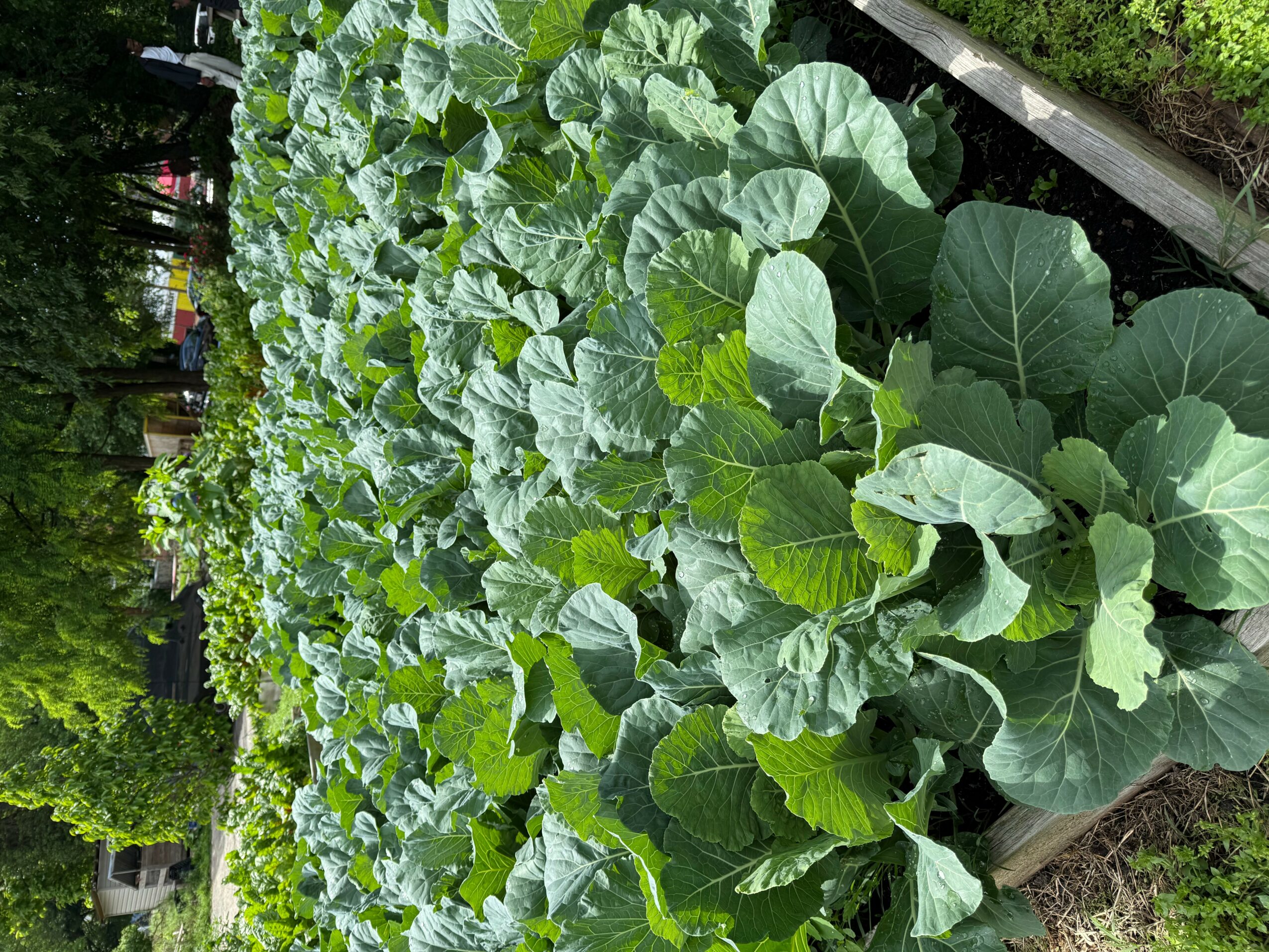 Lush green leafy plants growing in a garden bed, with a row of plants extending into the distance.