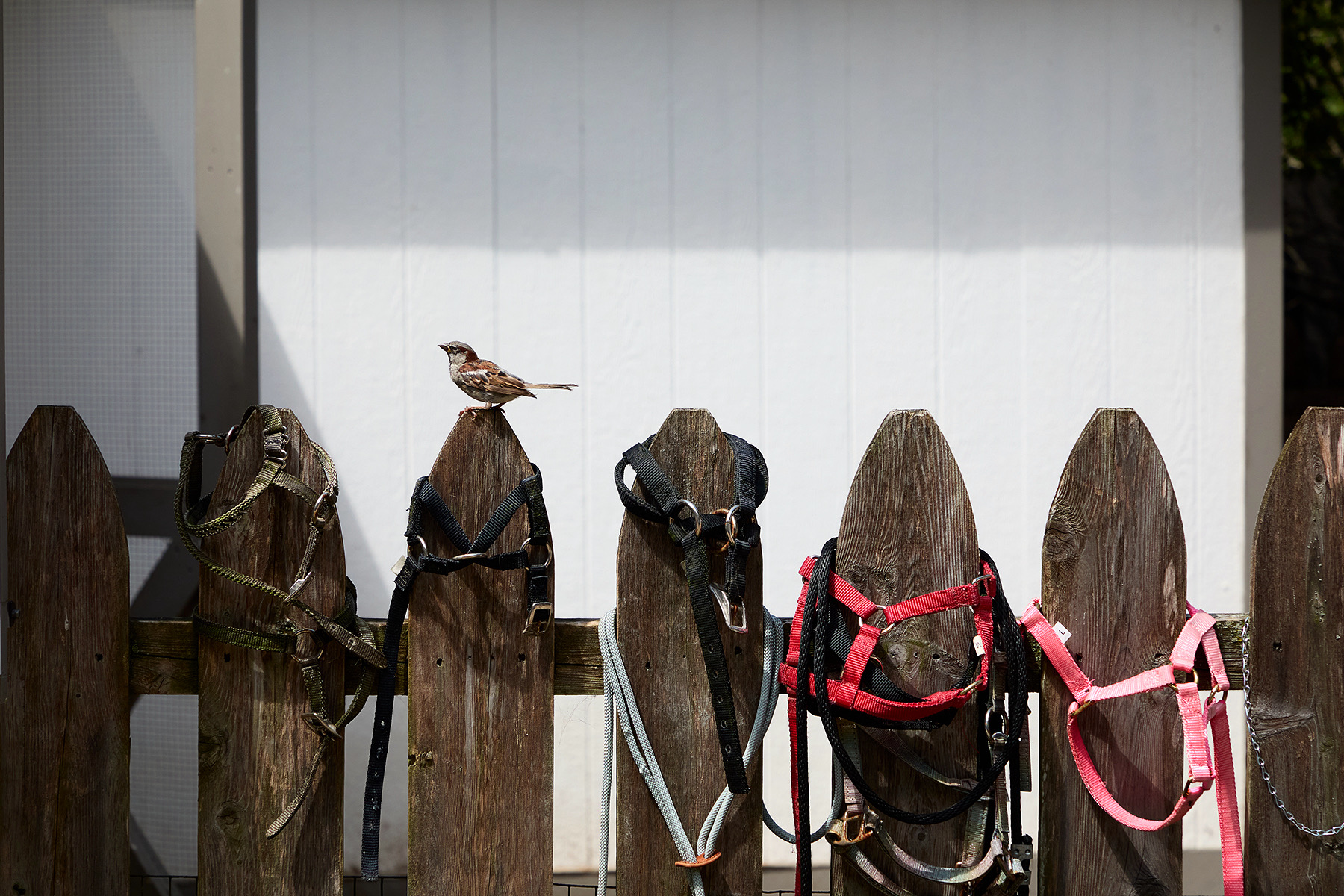 Six wooden fence posts with harnesses hanging, a bird perched on one post, and a white wall in the background.