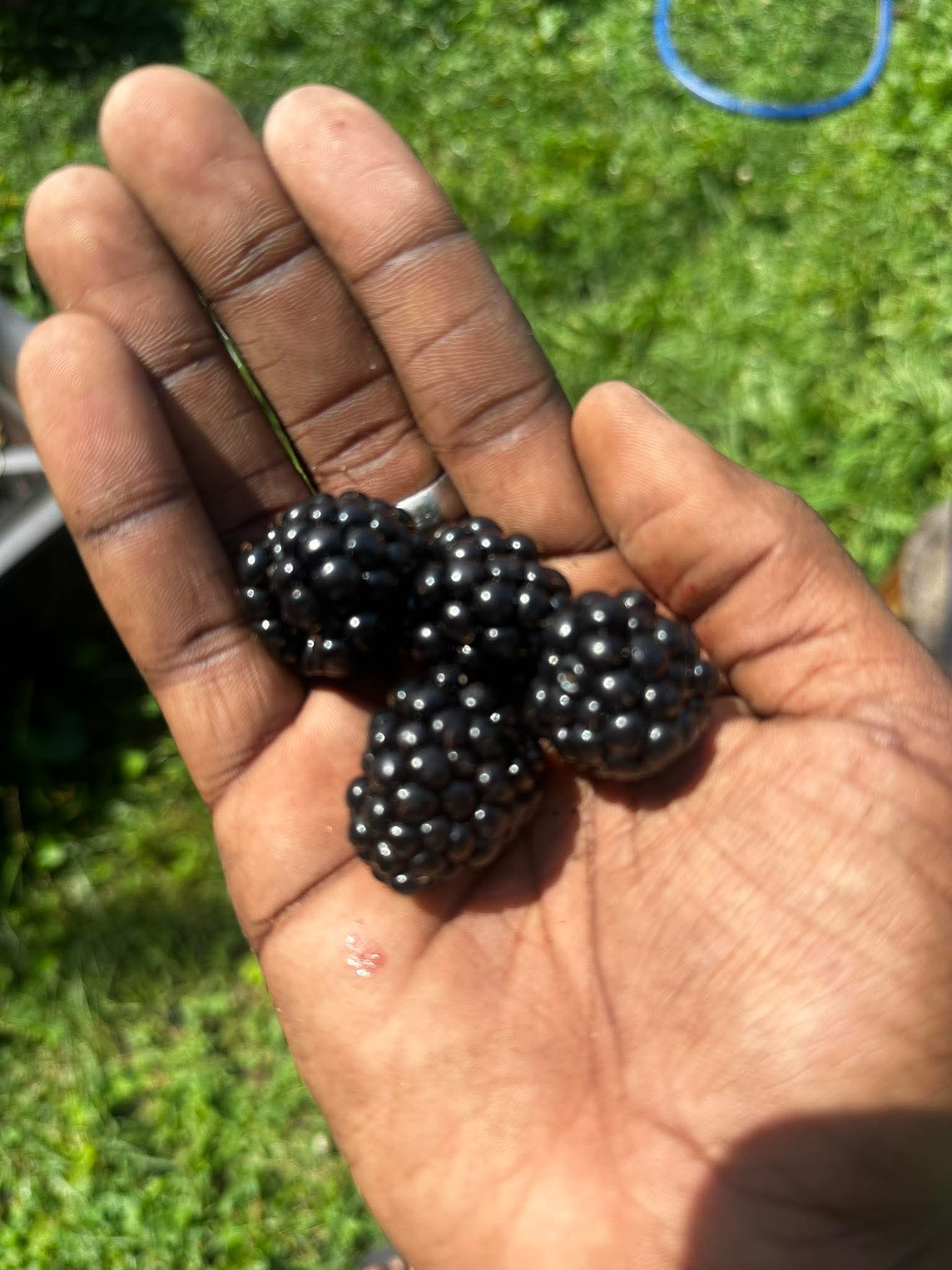 Person holding ripe blackberries outdoors with green grass background.