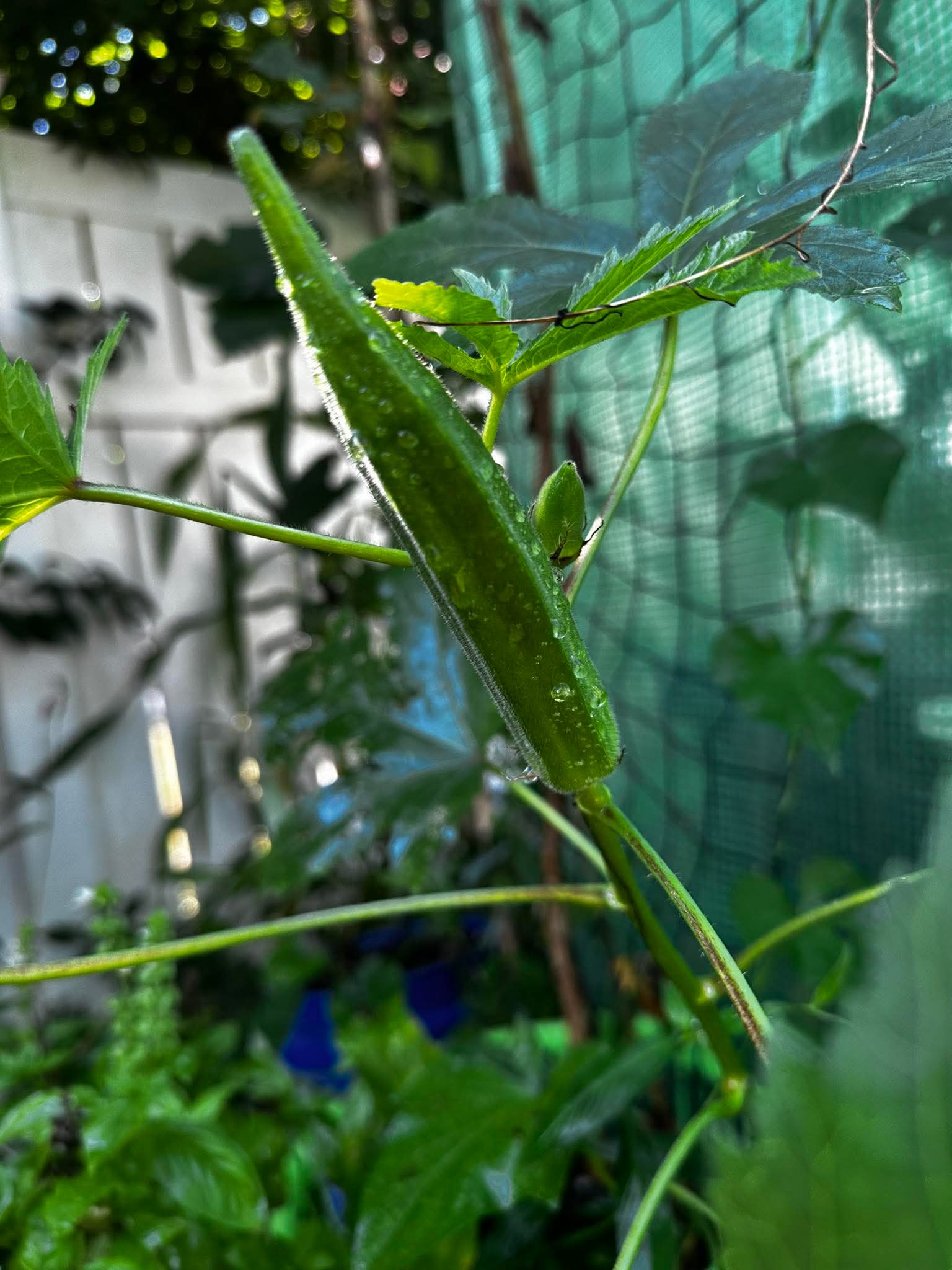 Close-up of a green cucumber growing on a vine with leaves and a garden background.