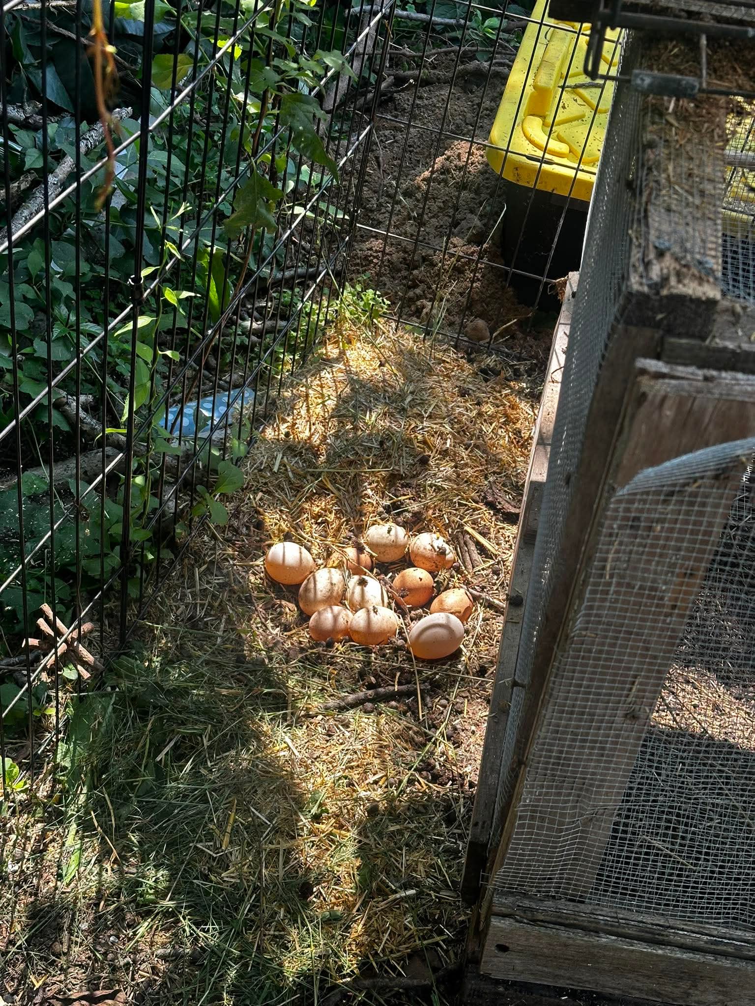 Eggs on ground inside a fenced area with plants and a yellow container nearby.