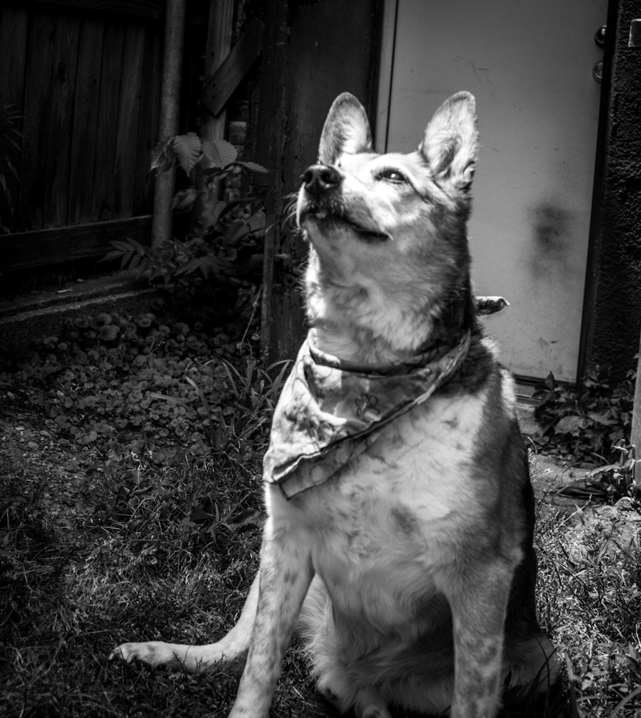 Dog sitting outdoors with eyes closed, head tilted upward, wearing a bandana, in a garden area.