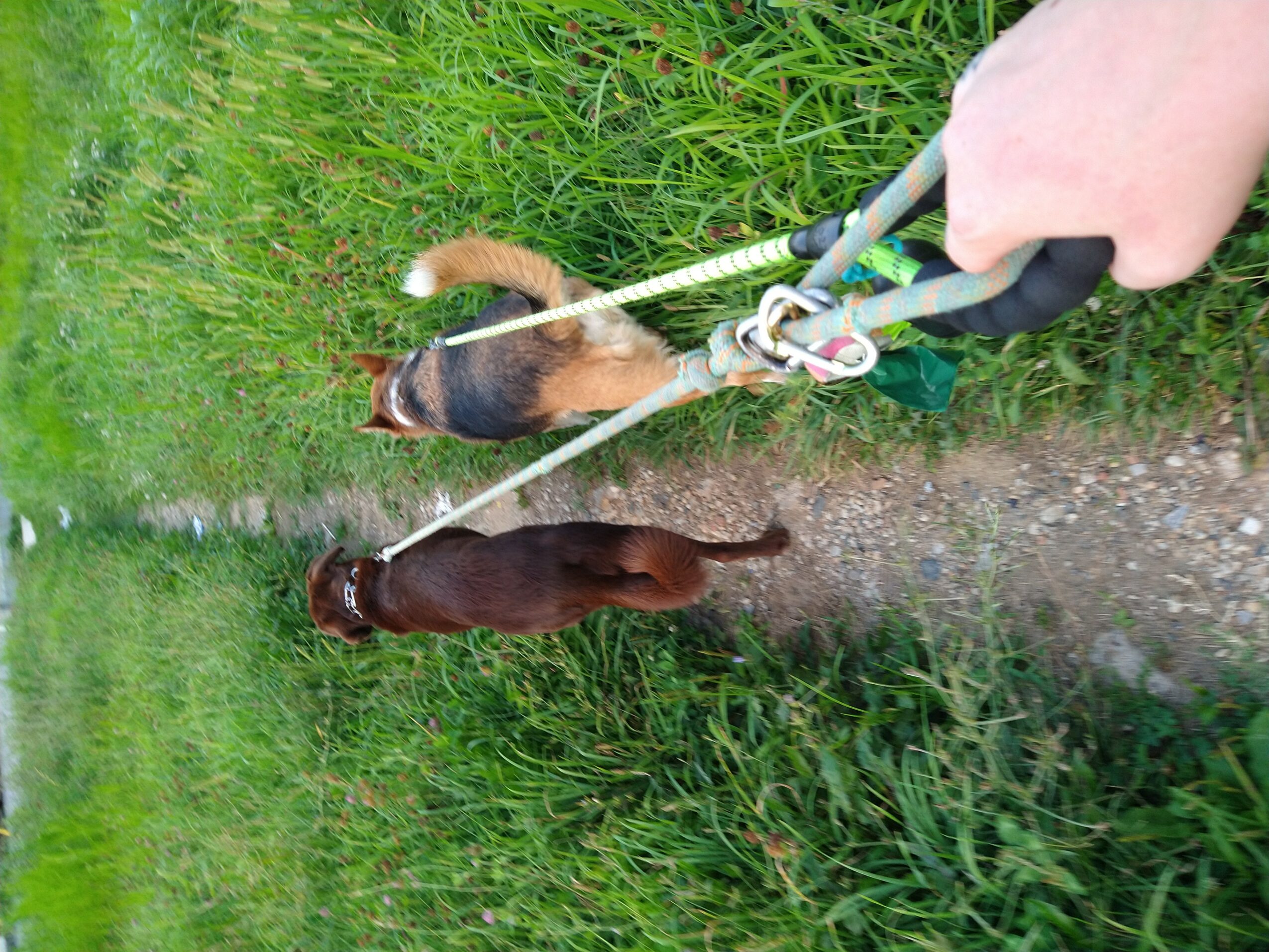 Person walking two dogs on a grassy path, holding leashes, with green grass and plants around.