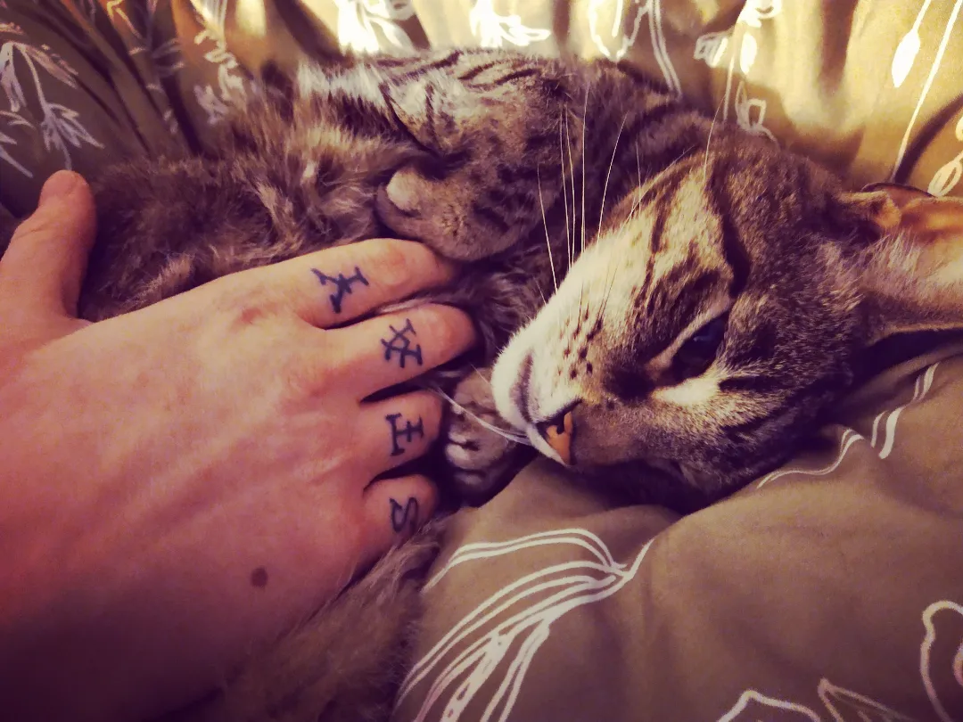 Person's hand with tattoos gently touching two sleeping cats on a blanket.