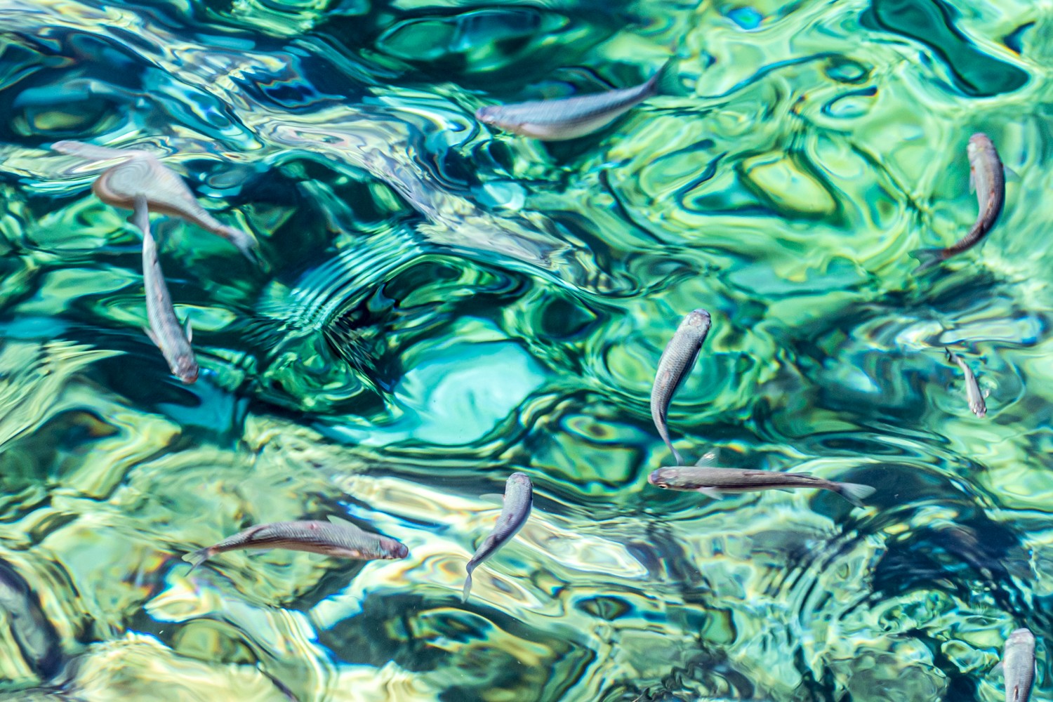 Multiple small fish swimming in clear, rippling water with green and blue reflections.