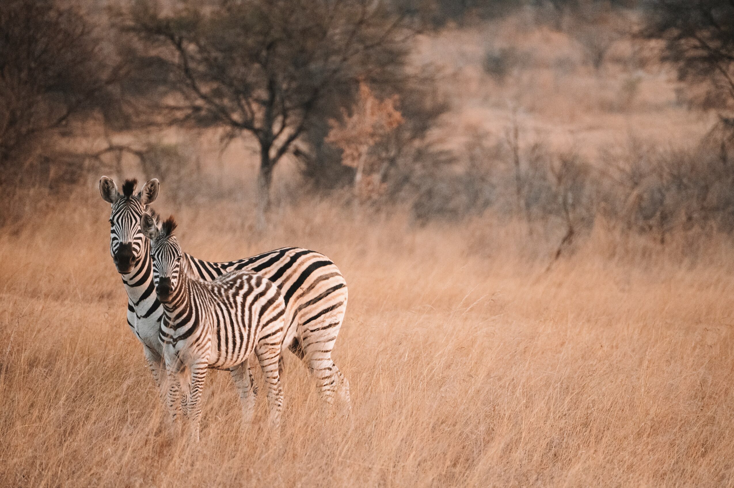 A zebra standing in a grassy field with trees in the background.