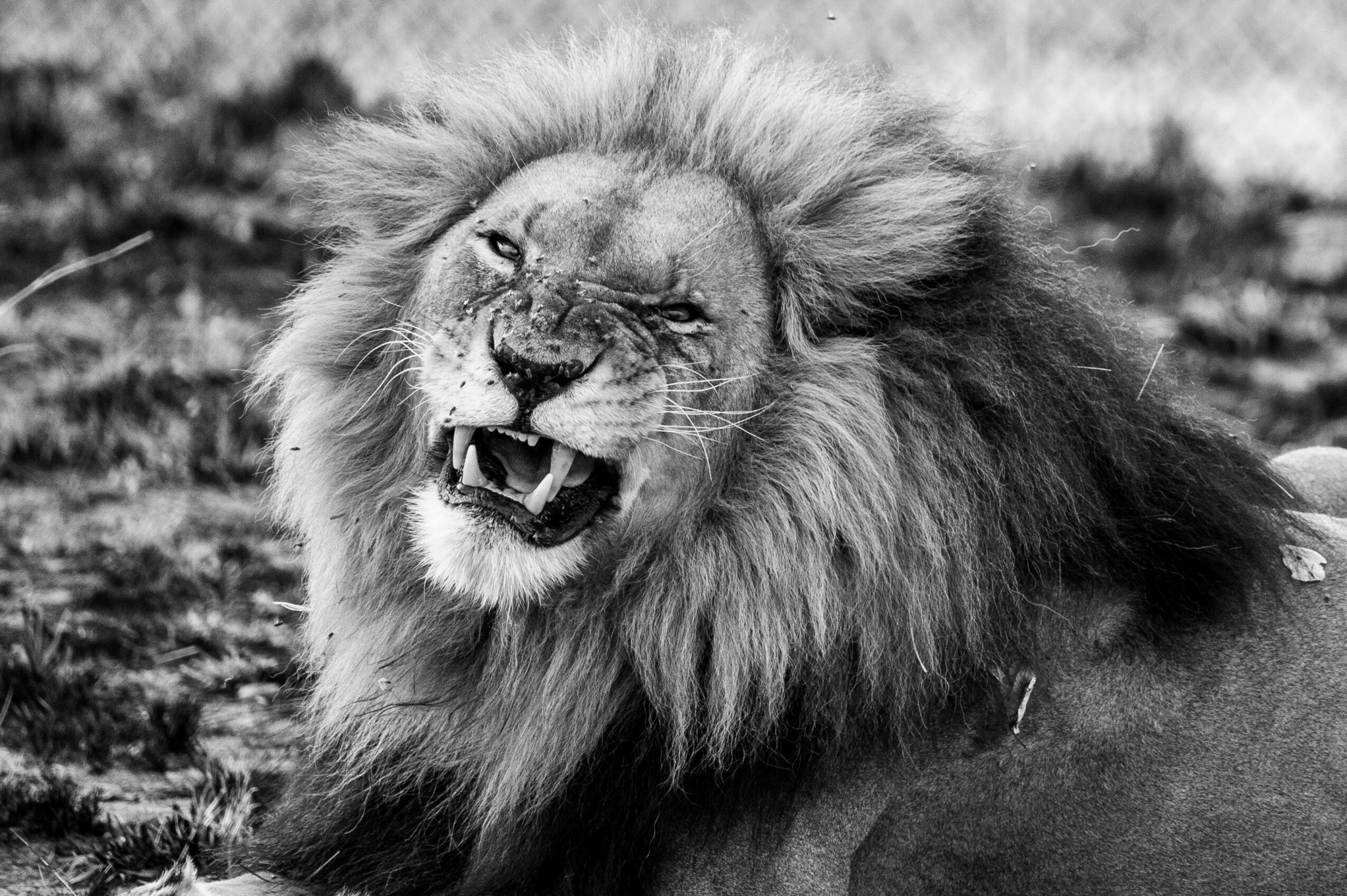 A black and white photo of a lion with a mane, showing teeth and one eye closed.