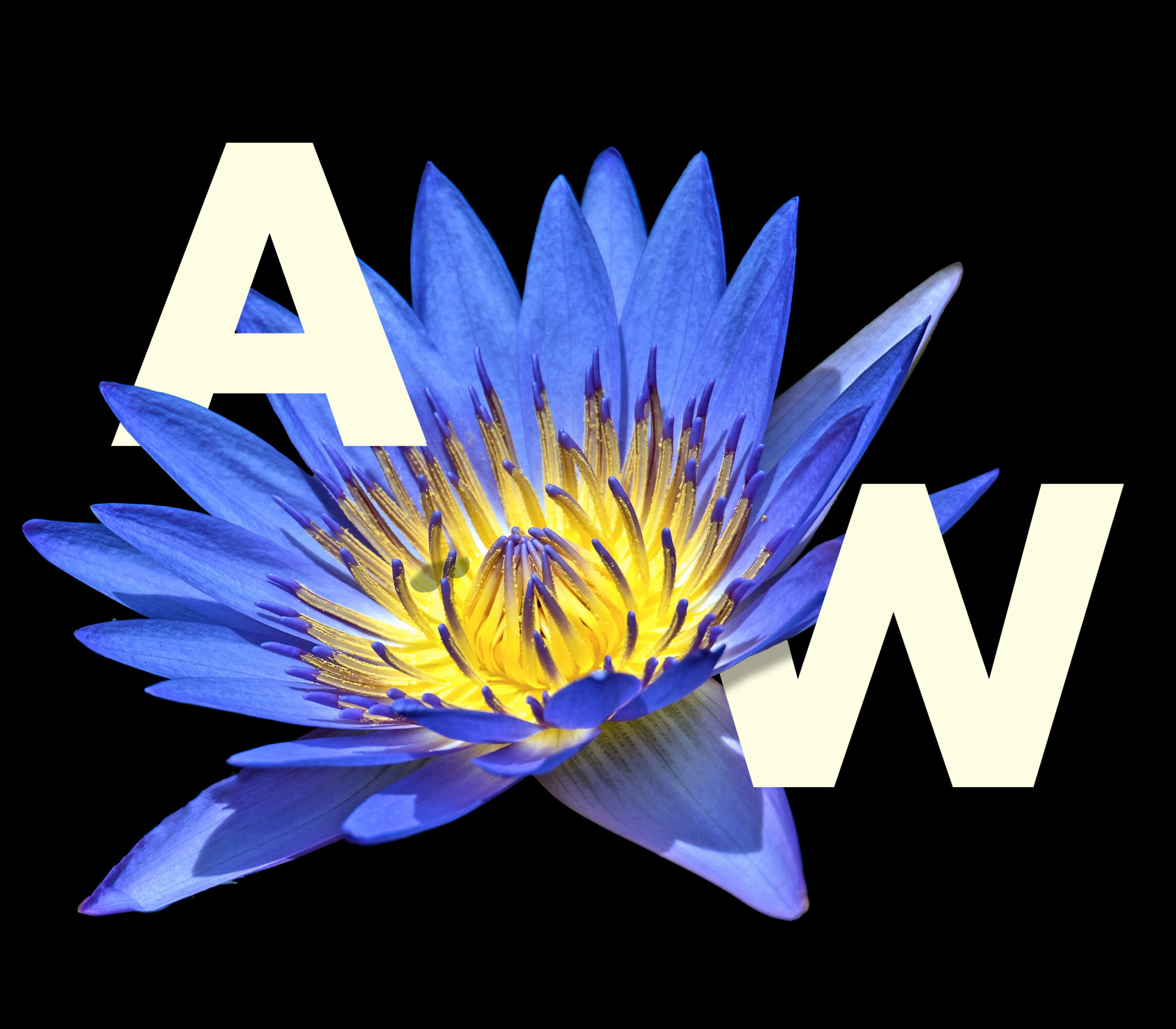 Blue and yellow water lily with large white letters A and W on black background.