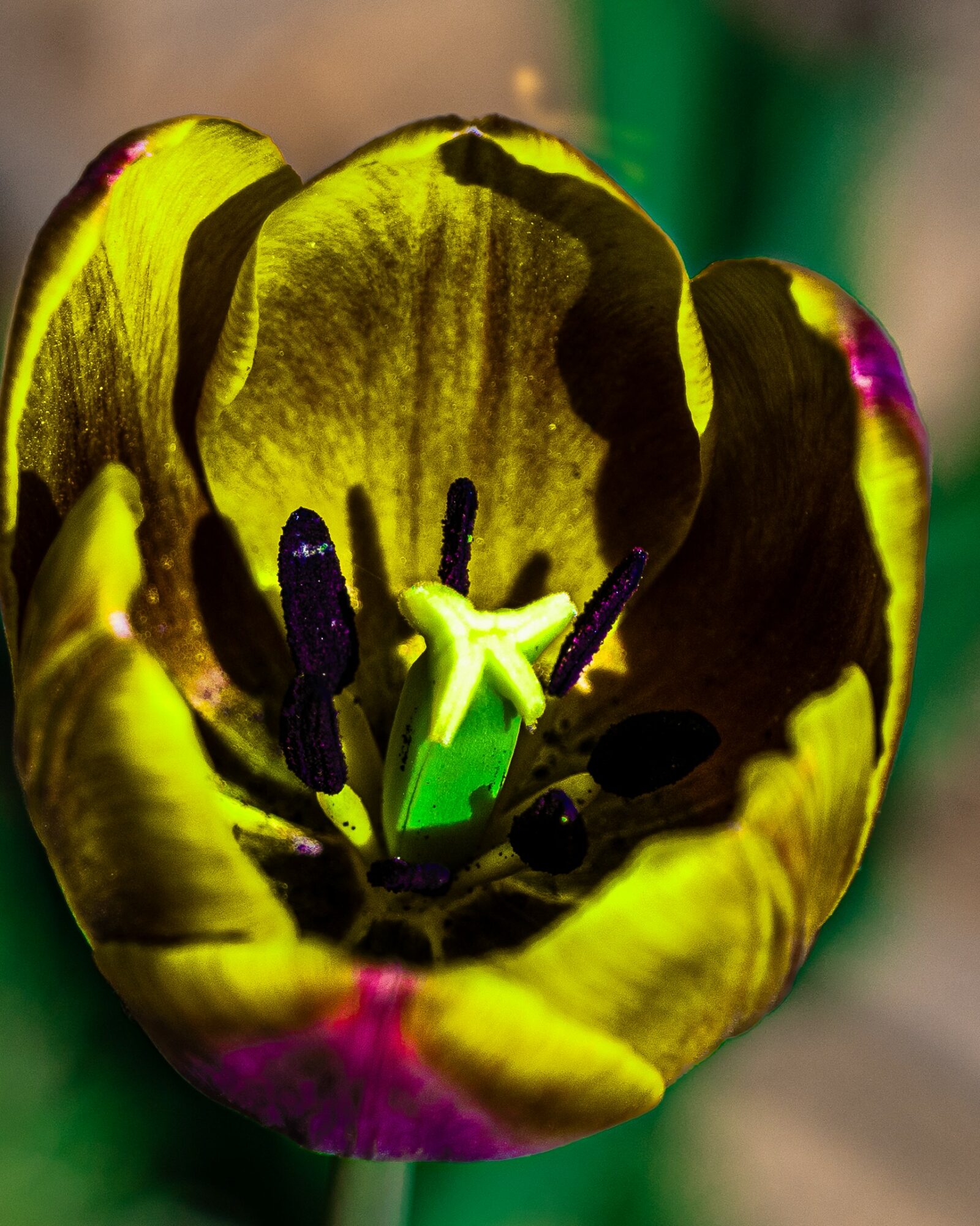 Close-up of a yellow and black tulip with green pistil and dark stamens, inside the flower, with blurred background.