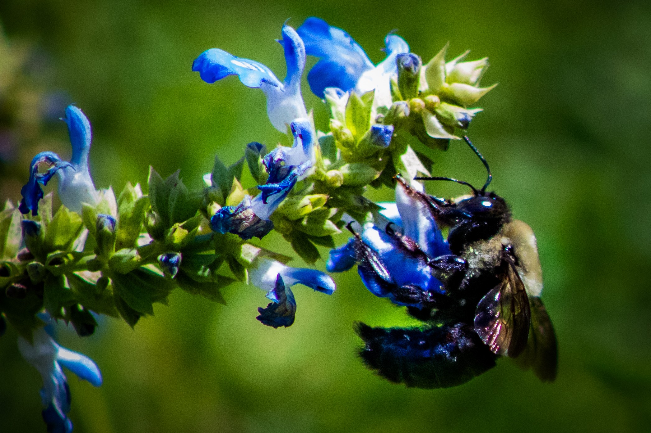A bee on a blue and white flower with a green blurred background.