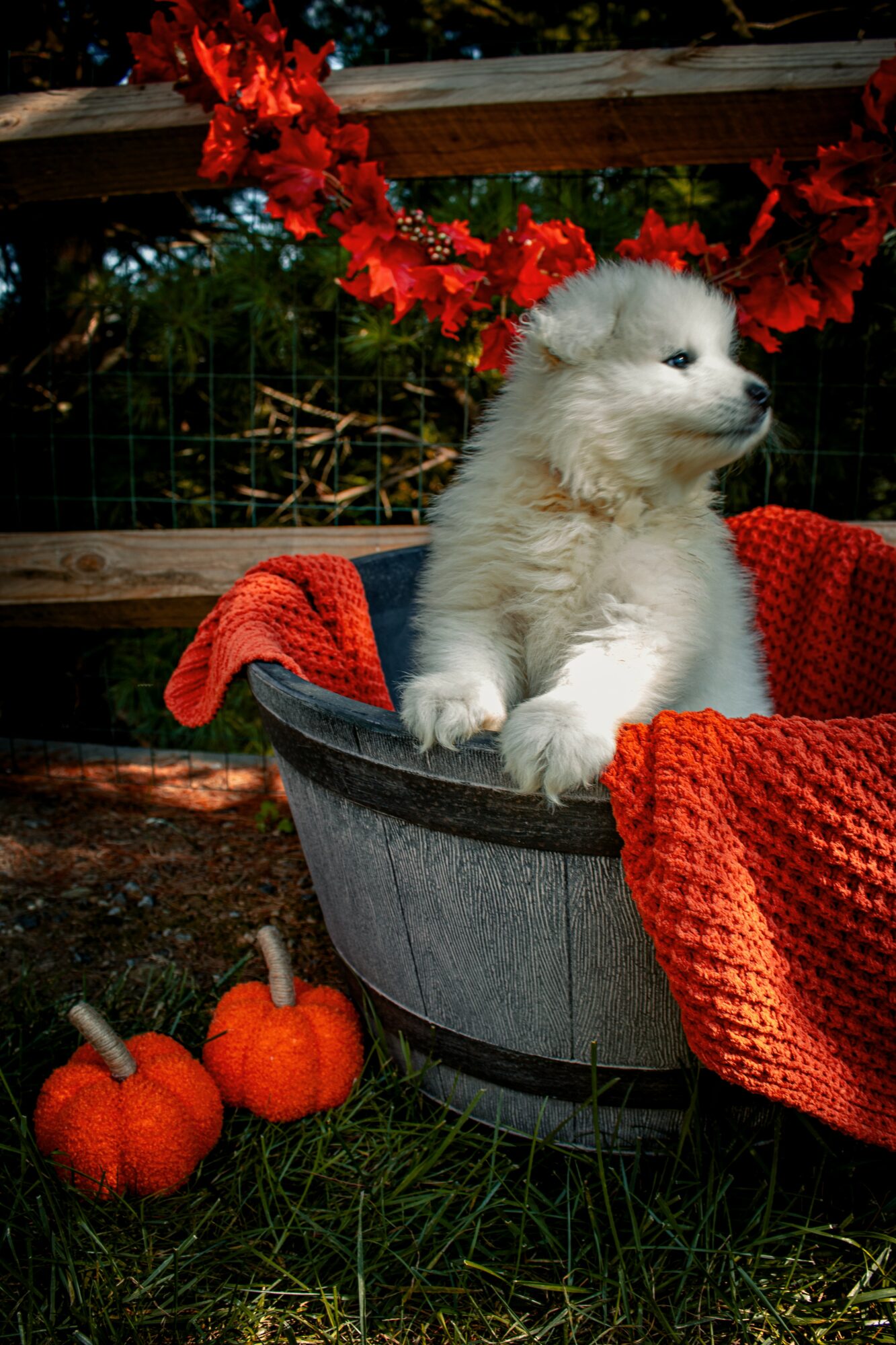 A fluffy white puppy sitting in a metal bucket with a red blanket, outdoors with pumpkins and autumn decorations.