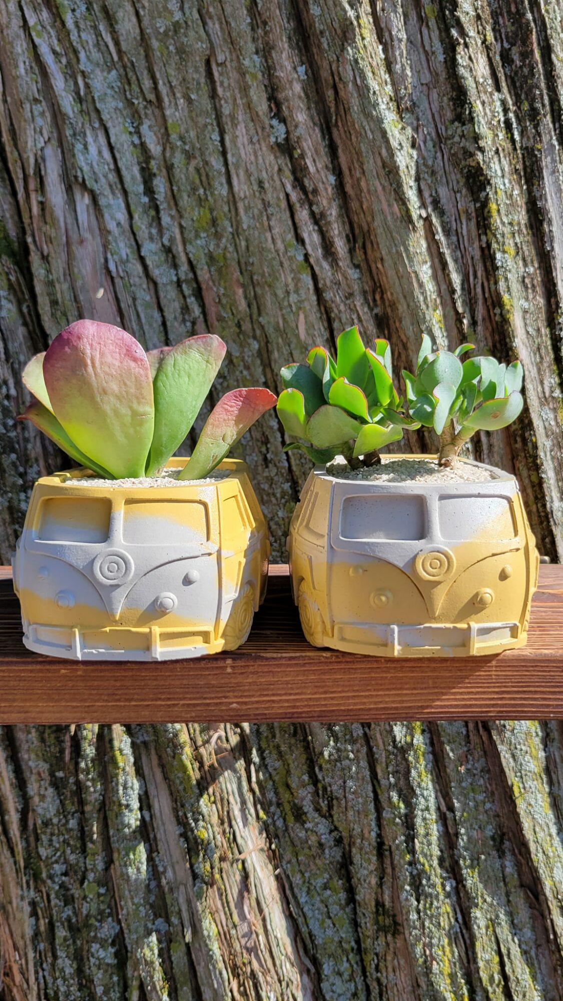Two small planters with succulents on a wooden surface, with a tree trunk in the background.