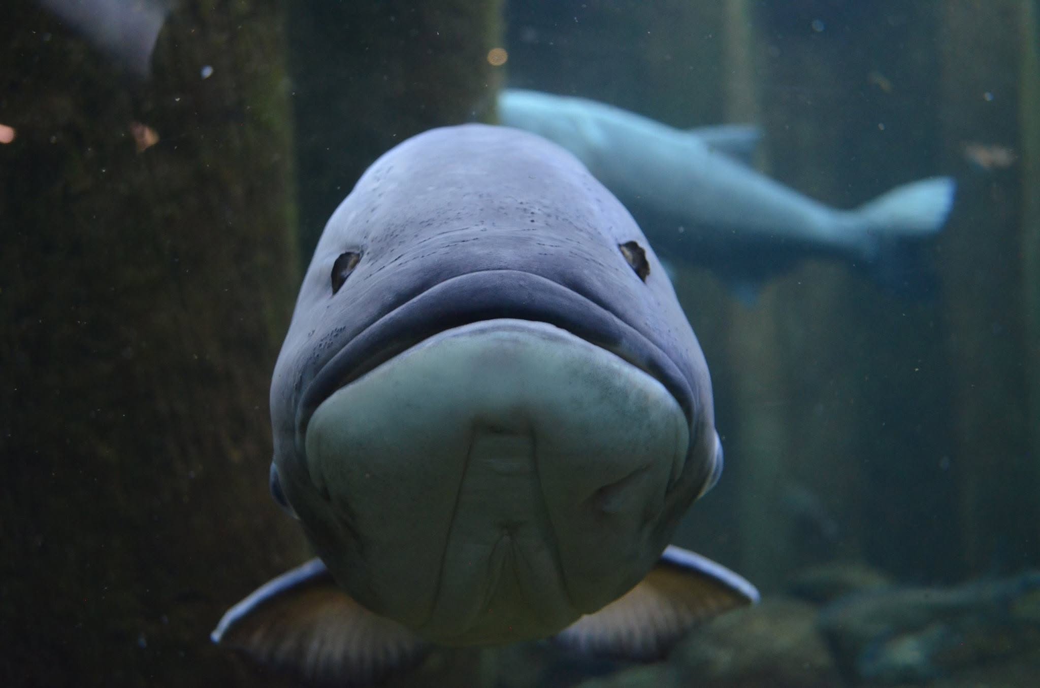 Close-up of a large fish with a broad face and small eyes, swimming underwater with other fish in the background.
