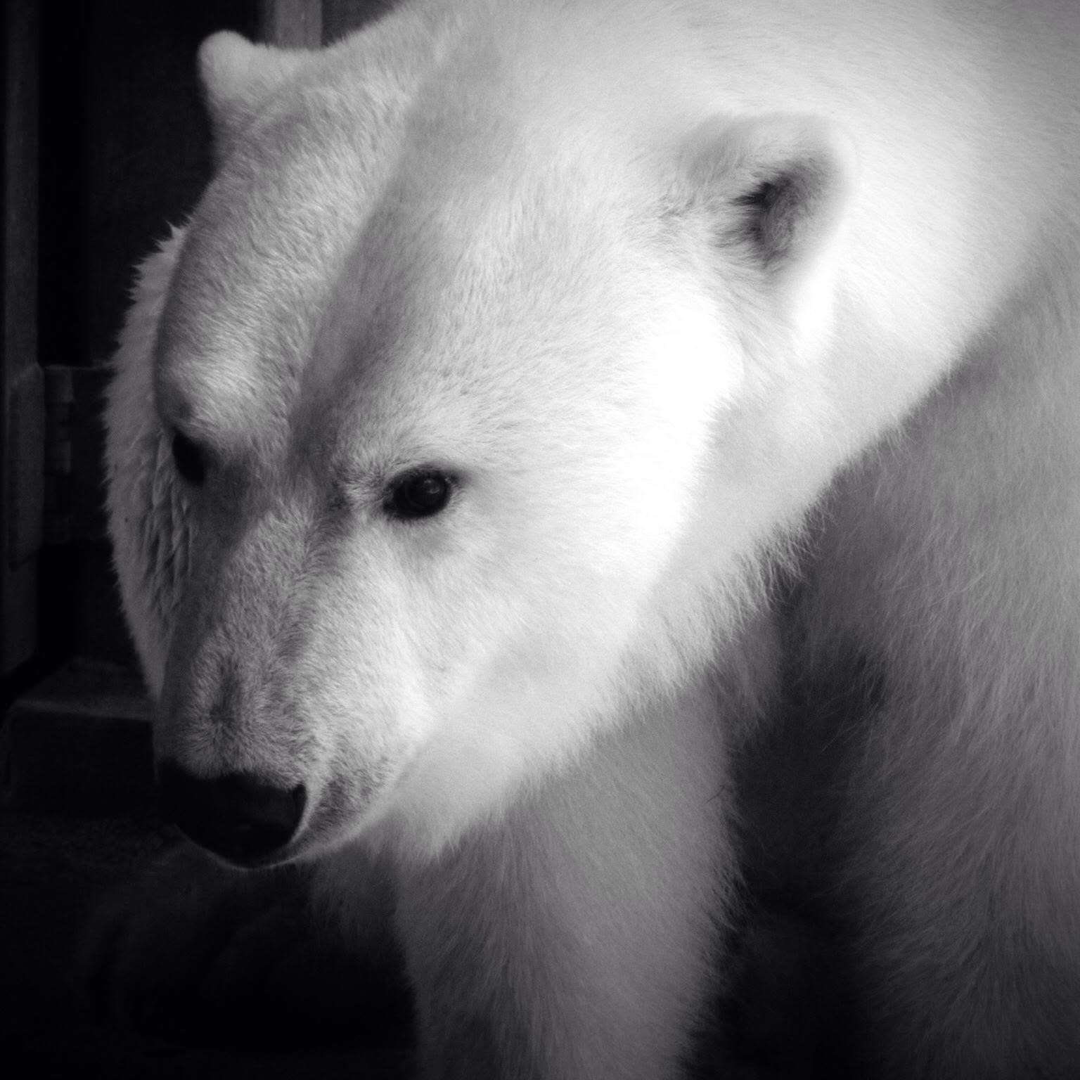 Close-up of a polar bear's face and upper body in black and white, with a calm expression.