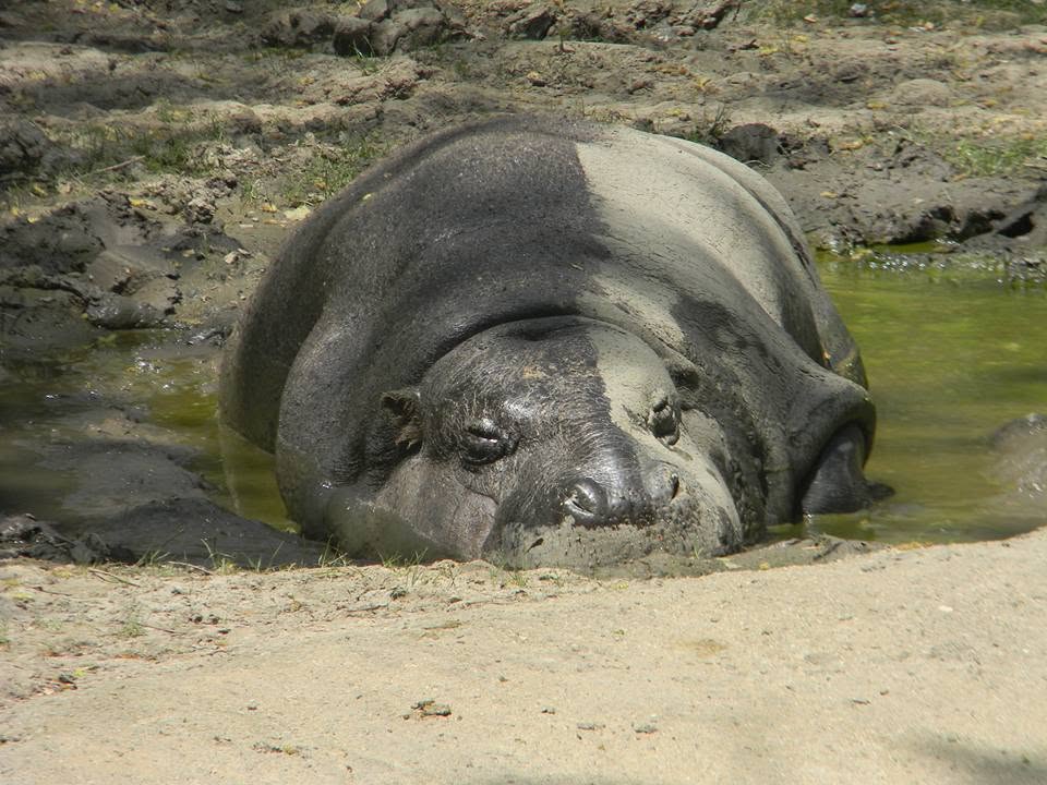 Hippopotamus partially submerged in water, resting on muddy ground with rocks and grass nearby.
