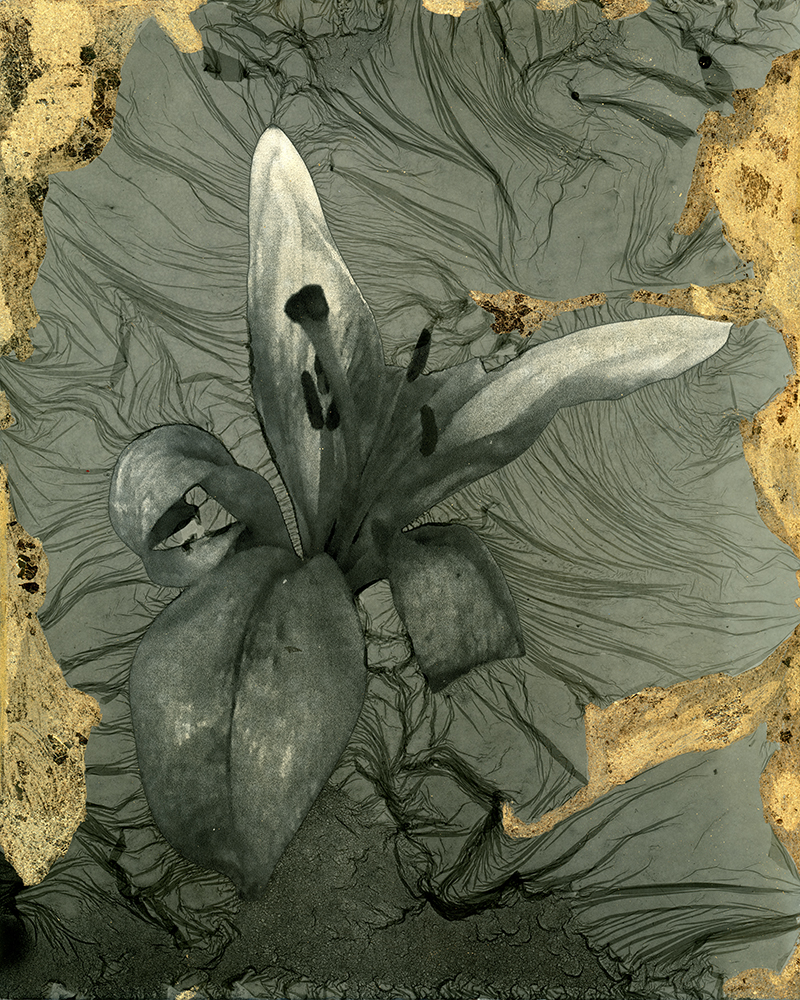 A black and white flower with large petals and a central stamen, surrounded by textured background and gold accents.